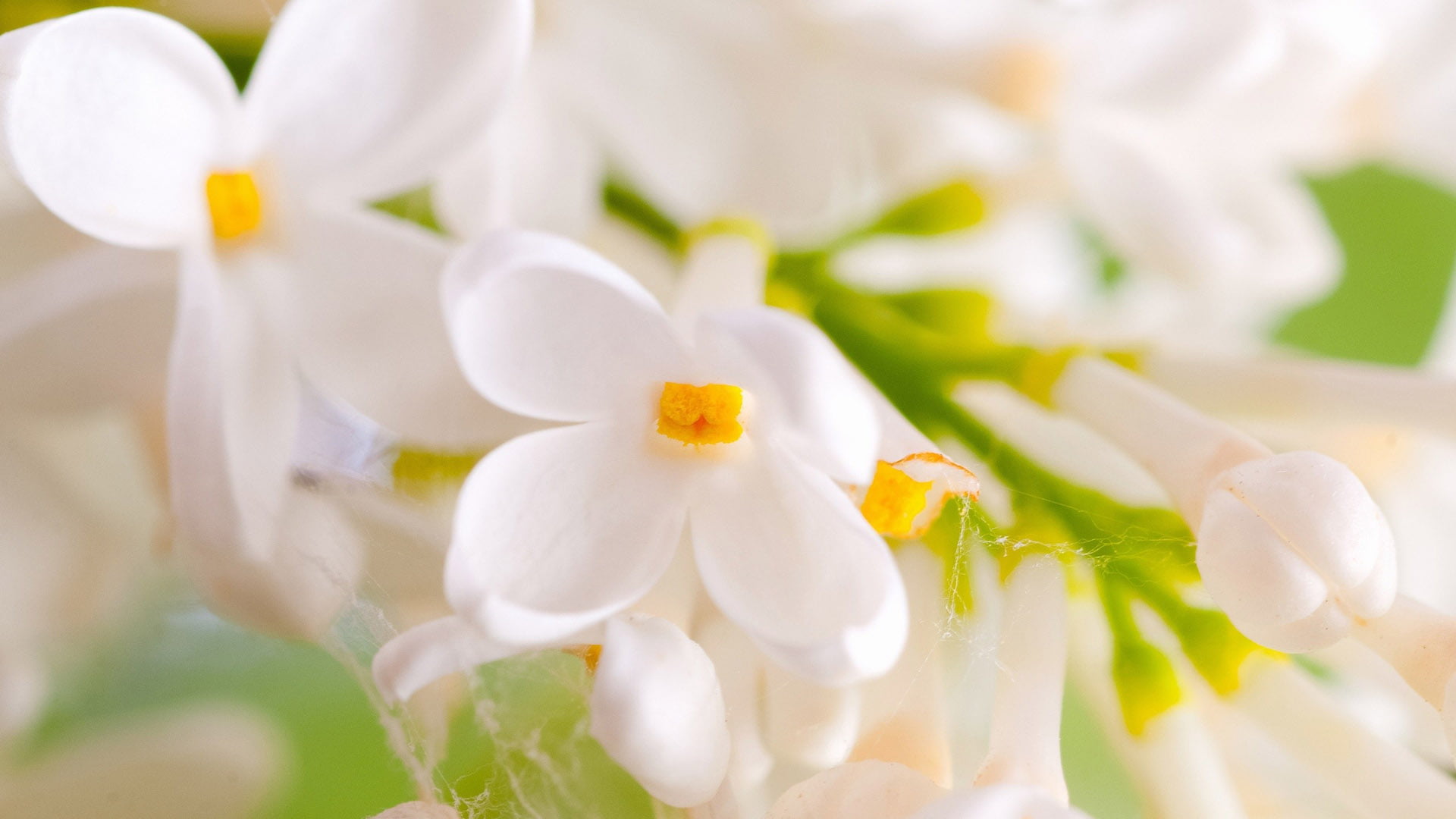 fragility, springtime, 1080P, fresh, vulnerability, orange, nature, botany, season, flora, white color, petal, colorful, growth, summer, frame, beauty in nature, HD Wallpaper