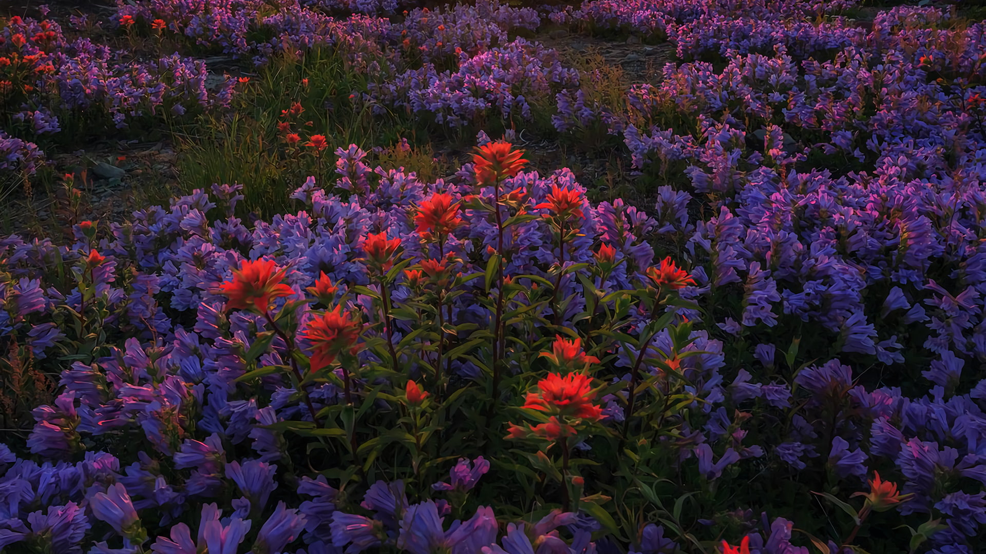 outdoors, gardening, field, growth, plant, flower head, red flowers, 1080P, close-up, day, abundance, fragility, beauty in nature, multi colored, purple, HD Wallpaper