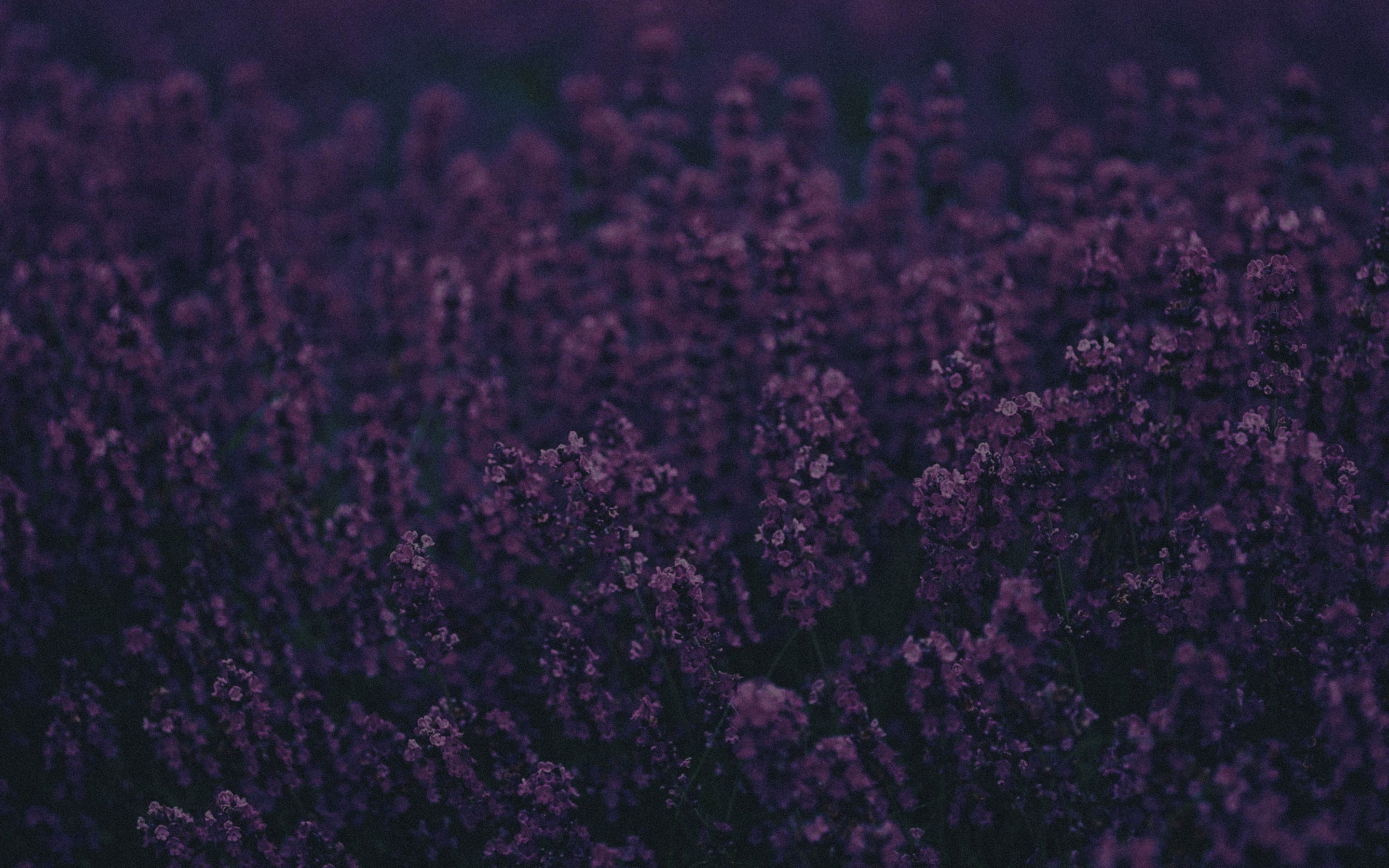 gardening, lavender, flower, selective focus, backgrounds, no people, flower head, fragility, flowerbed, purple flowers, depth of field, vulnerability, HD Wallpaper