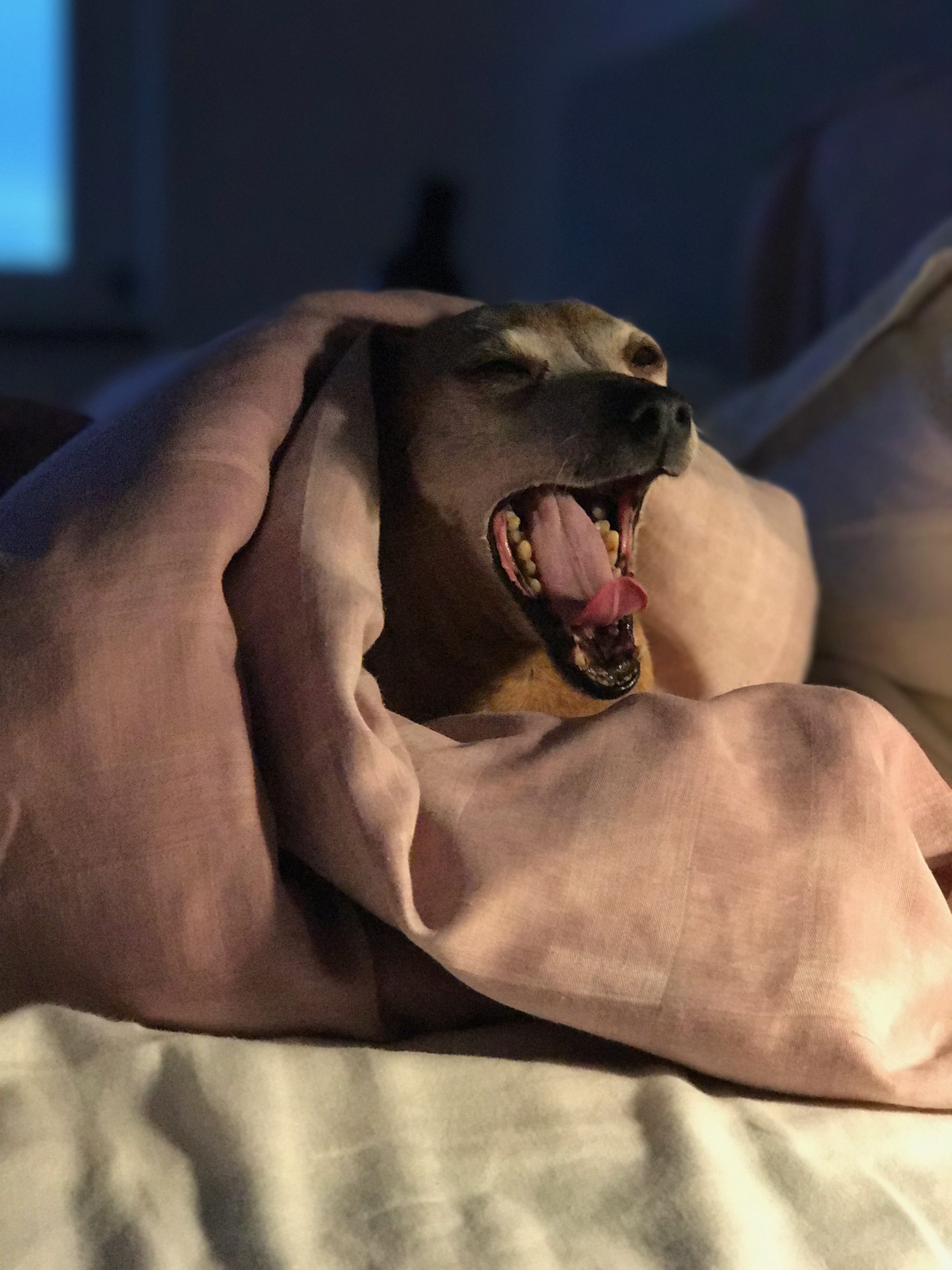 animal teeth, minpin, aggression, canine, sweden, relaxation, one animal, vertebrate, dog, sleep, focus on foreground, lomma beach, mouth, indoors, pets, Phone HD Wallpaper