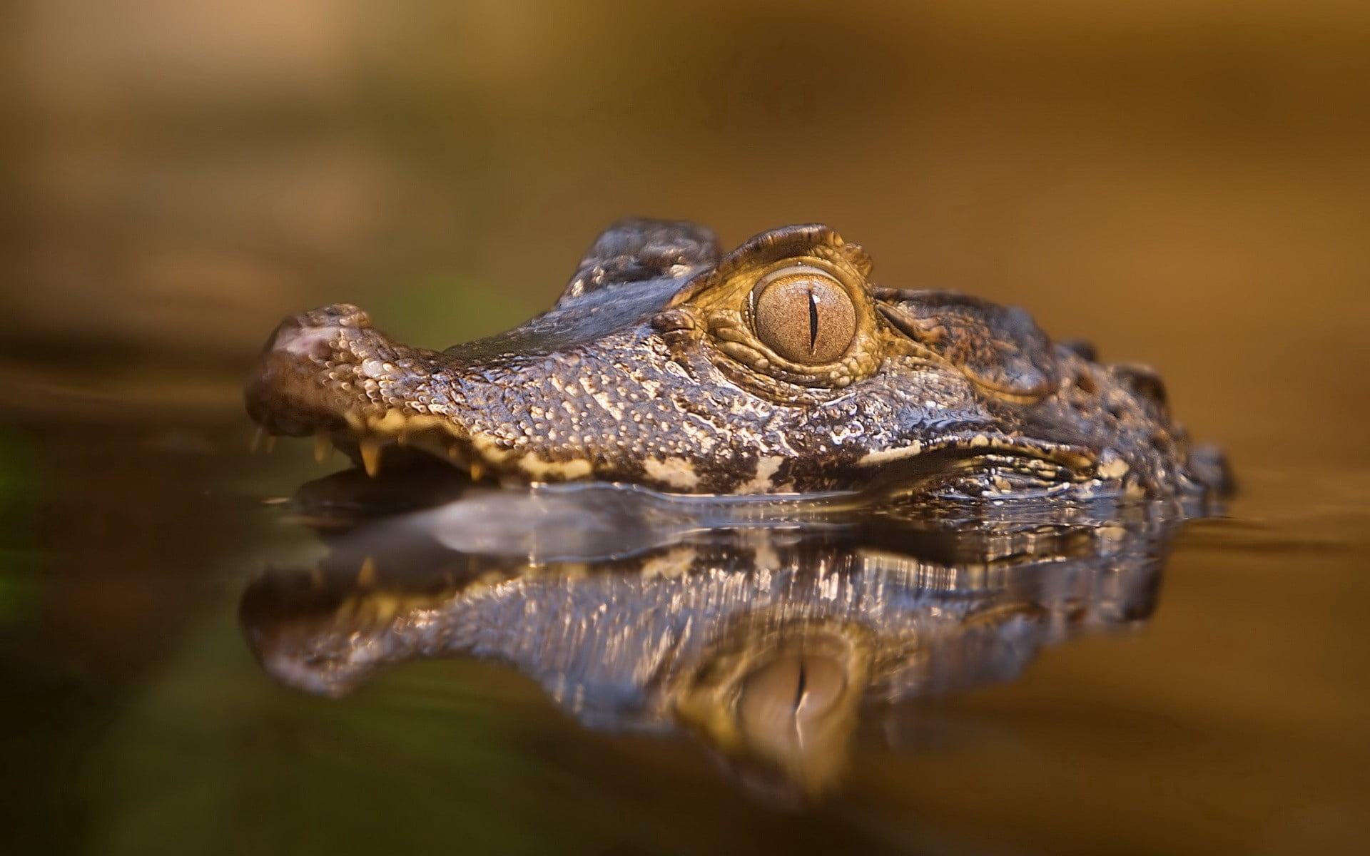 no People, day, animal eye, eyes, animals In The Wild, angry, alligator, selective focus, predatory, one animal, water, vertebrate, side view, animal Teeth, HD Wallpaper