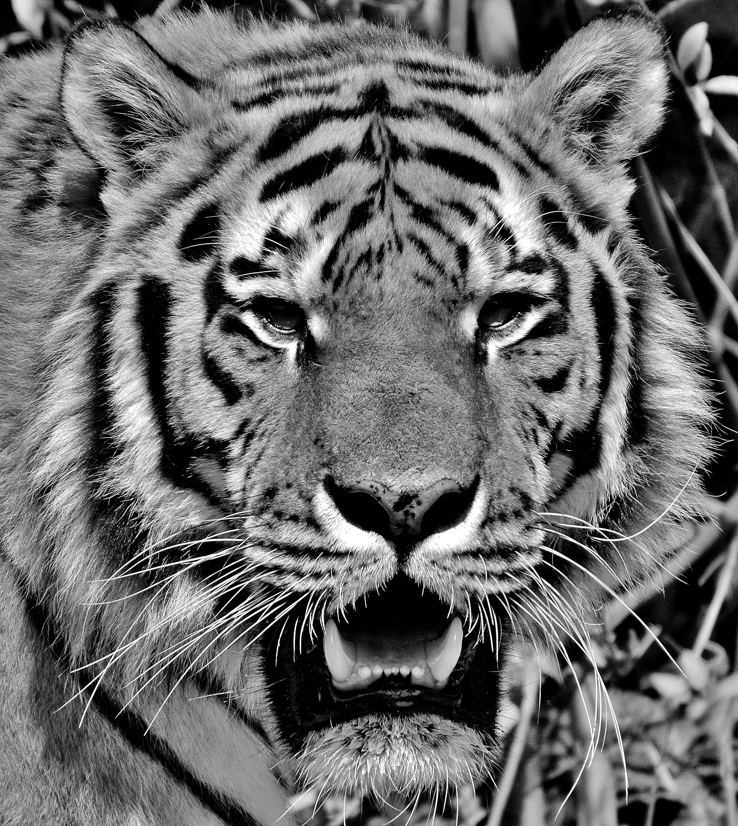 animal world, munich, one animal, animal head, face, animal body part, animals in the wild, animal wildlife, mouth open, big cat, tiger, outdoors, 2K, Phone HD Wallpaper