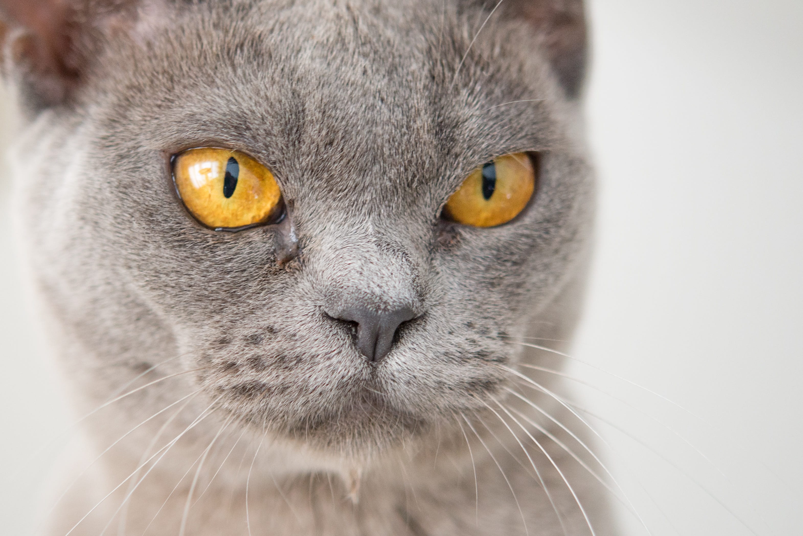 portrait, whisker, whiskers, animal head, yellow eyes, head, animal themes, no people, one animal, fur, funny, tabby, eyes, feline, attention, animal body part, HD Wallpaper