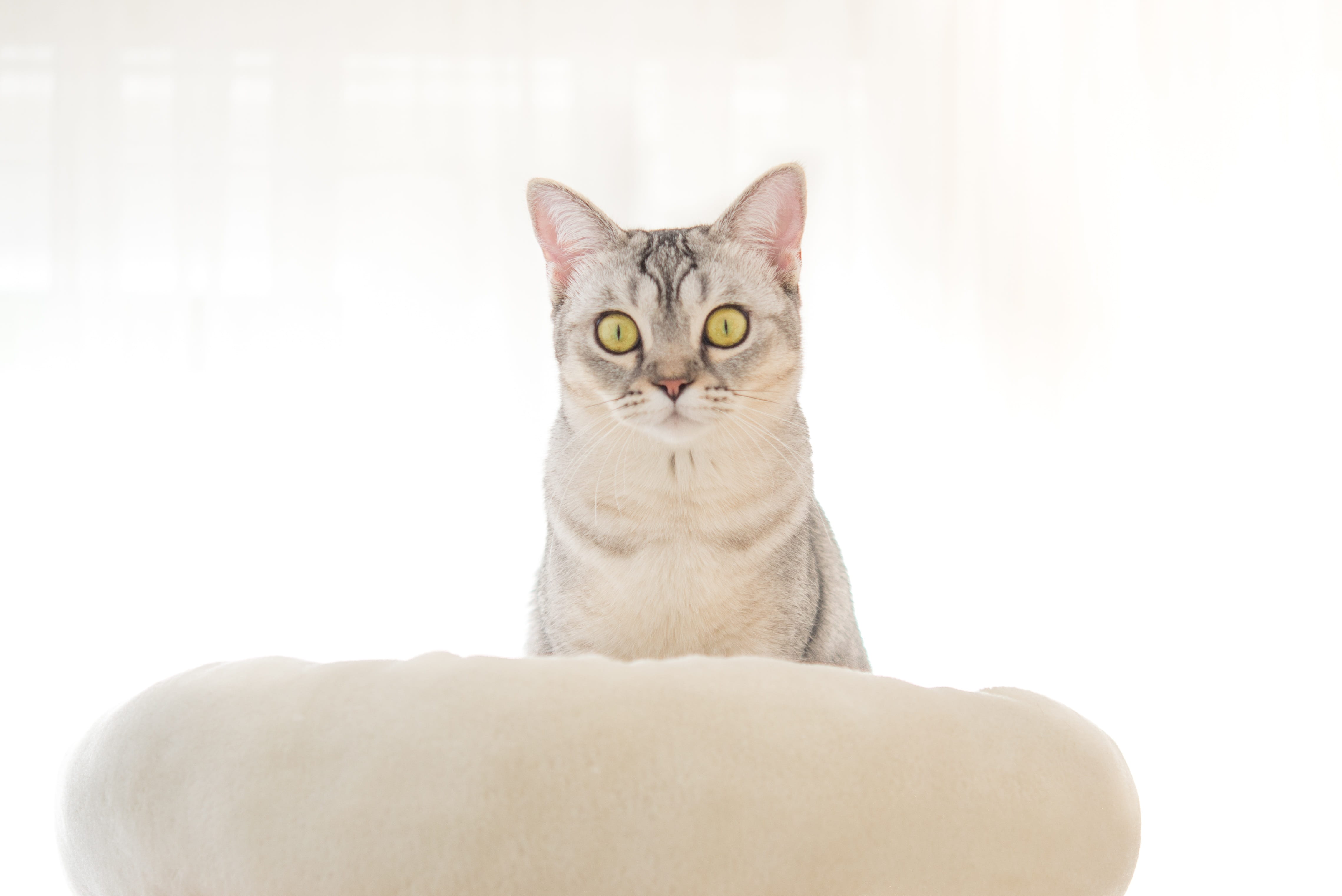 angry, people, one animal, funny, fur, face, mackerel, portrait, studio shot, animal, kitten, playful, eyes, whisker, sitting, domestic, white background, HD Wallpaper