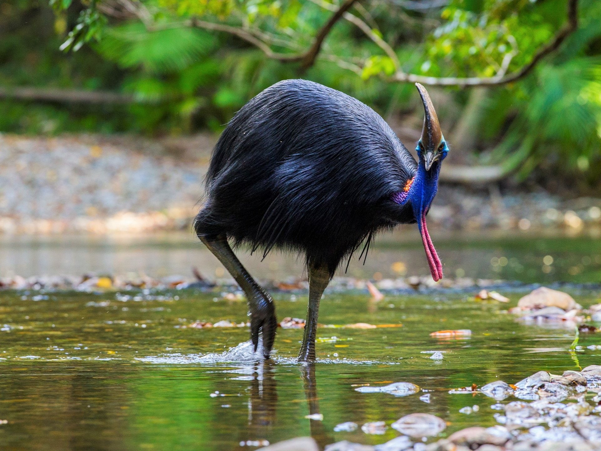 Bird, Colorful, Cassowary, Animal, Wildlife, Birds, 1080P, HD Wallpaper
