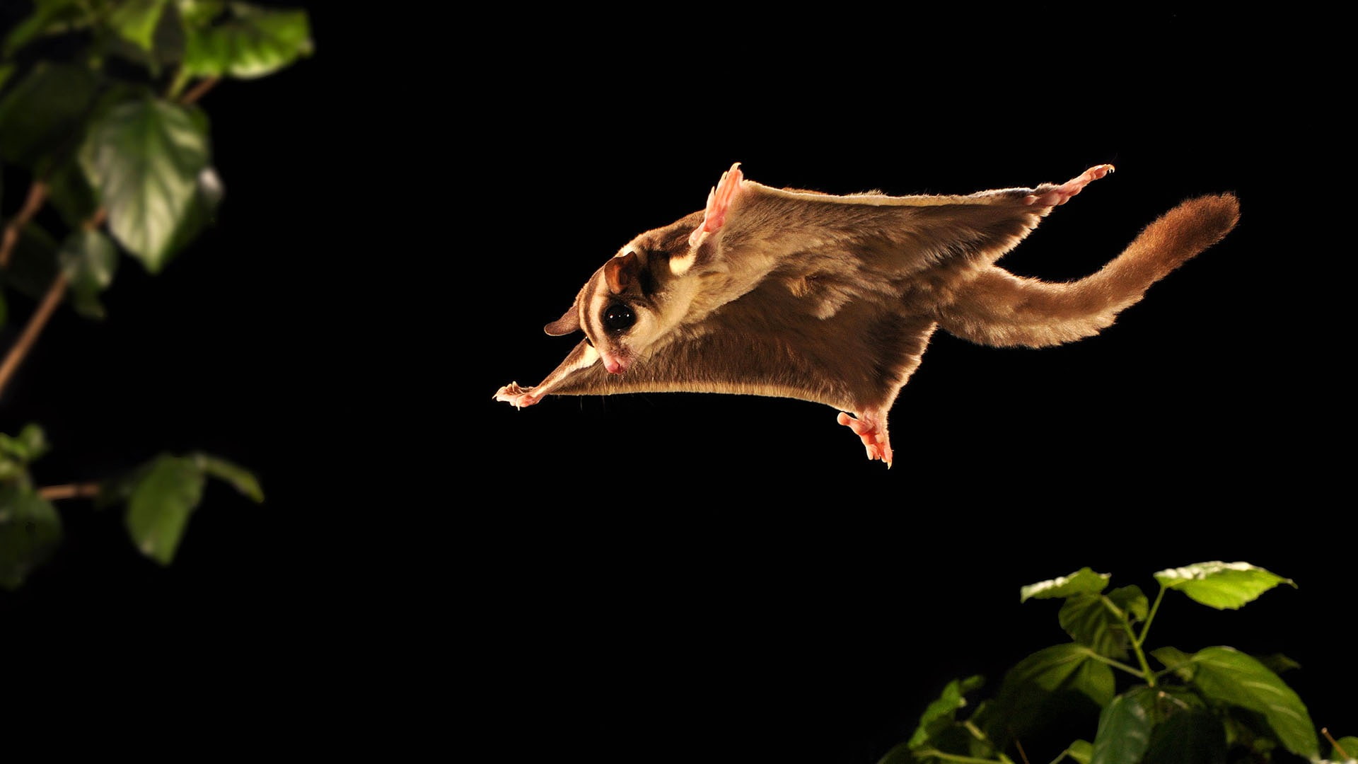 mammal, sugar flying possum, short, sugar marsupial flying squirrel, pygmy marsupial flying squirrel, marsupials, 1080P, flying squirrel, HD Wallpaper
