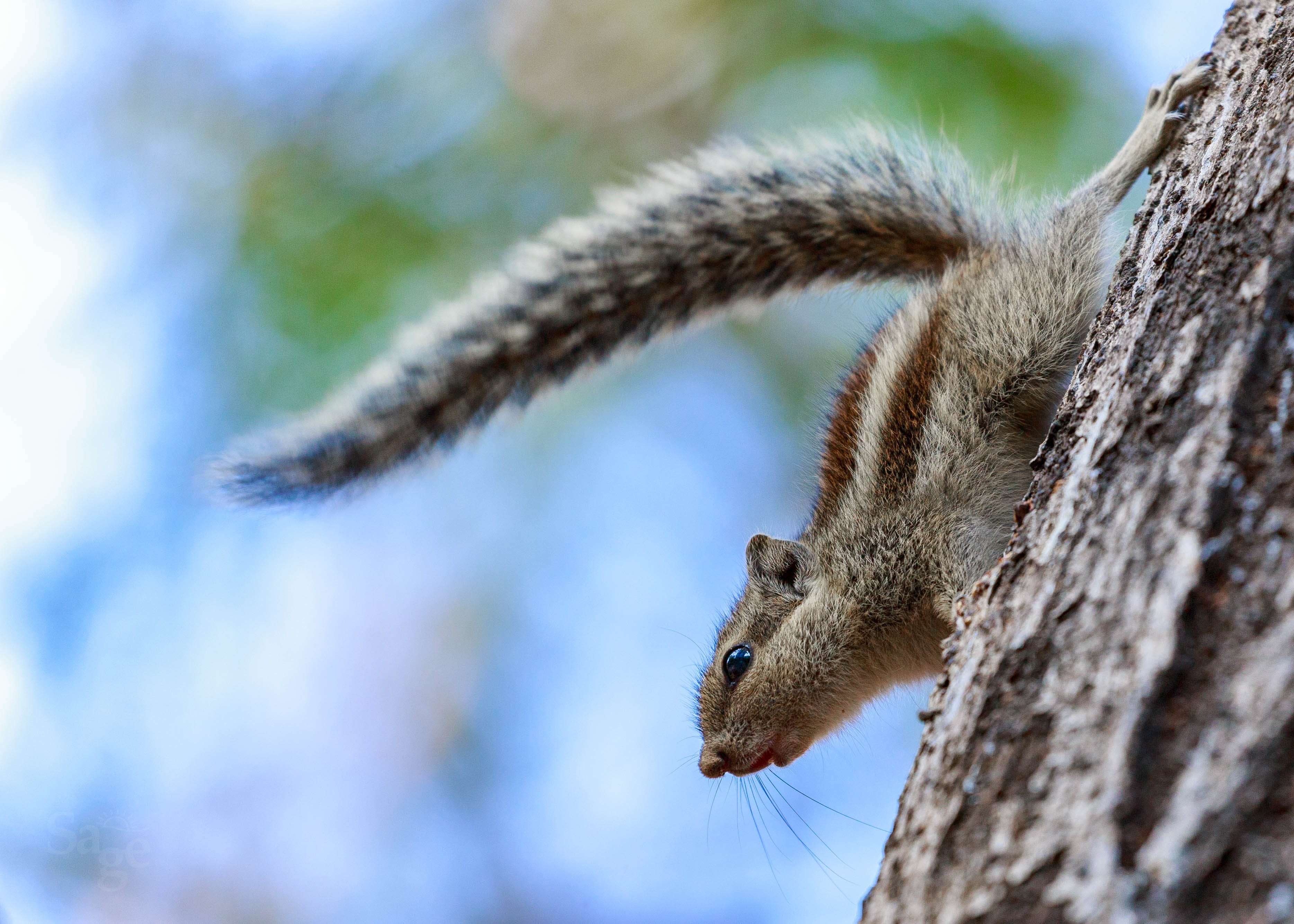no people, wood, squirrel, tree, mammal, animal, trunk, close-up, one animal, chipmunk, focus on foreground, tree trunk, indian palm squirrel, three striped squirrel, HD Wallpaper