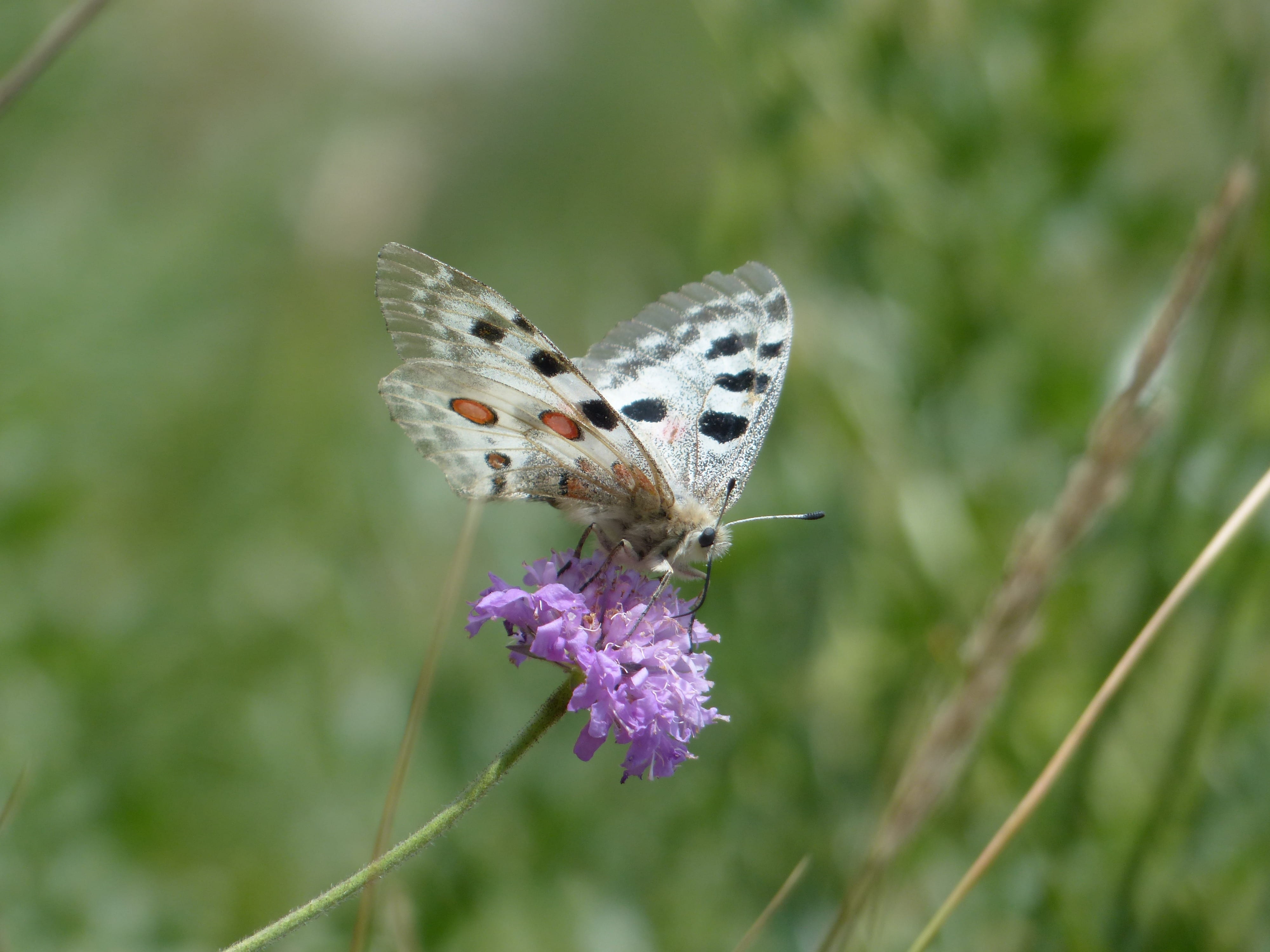 4K, field scabious, selective, parnassius apollo, butterfly, vulnerability, blossom, nature, pincushion flower, fragility, animal, threatened, violet, HD Wallpaper