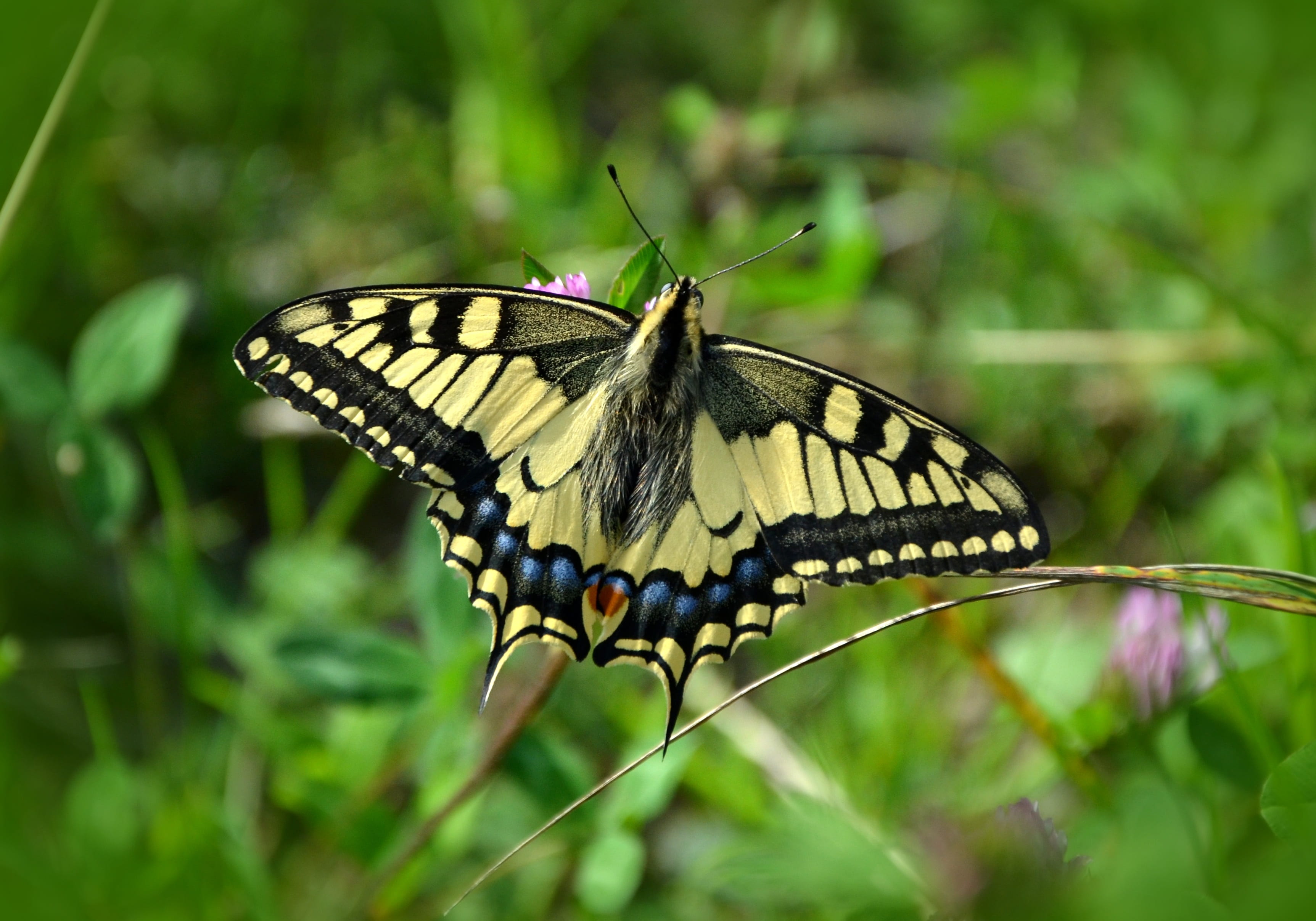 papilio machaon, butterfly, plant, animals in the wild, animal body part, tiger, pollination, flower, perching, 2K, animal themes, day, close-up, insect, HD Wallpaper