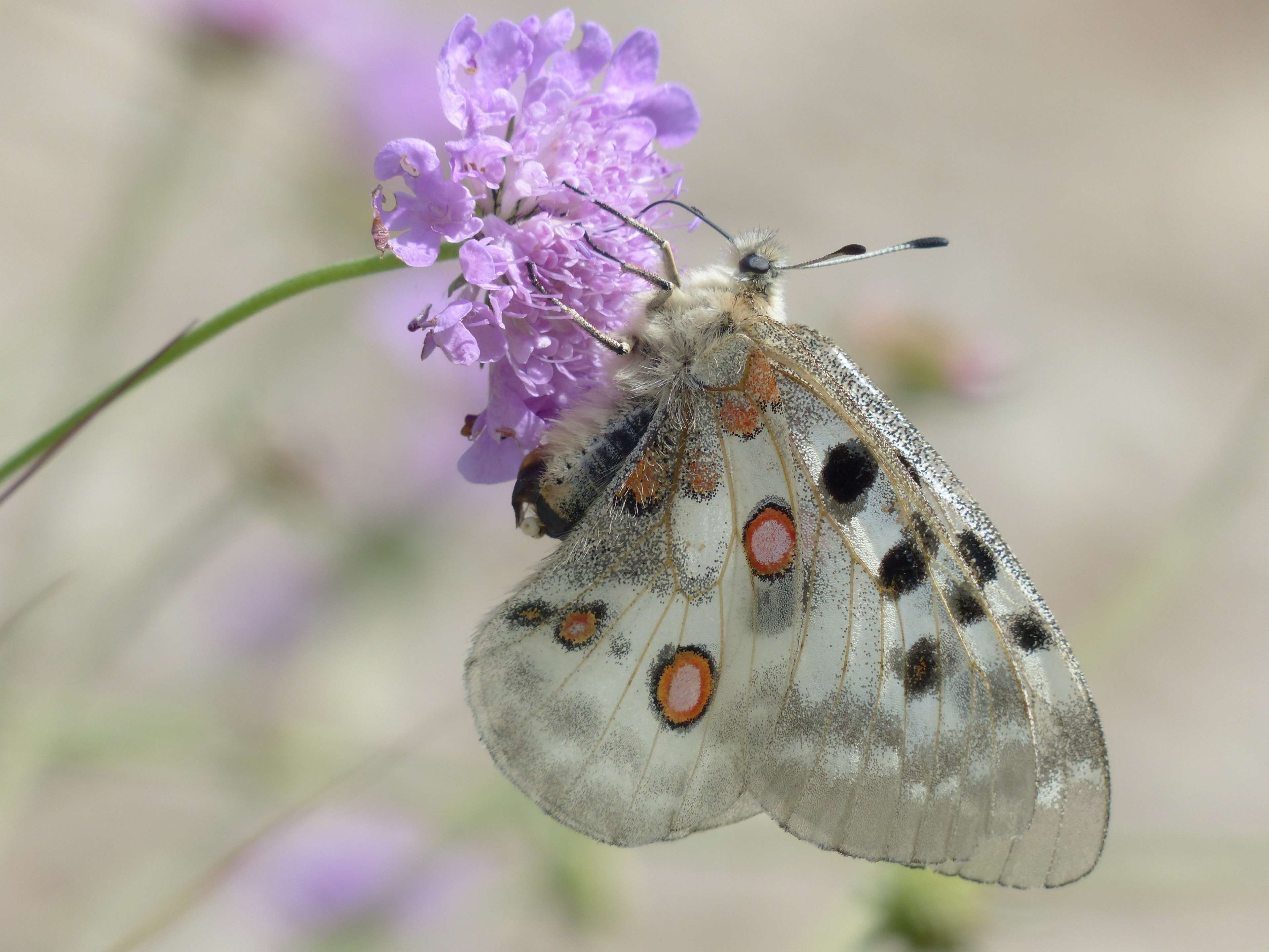 beauty in nature, purple, fragility, focus on foreground, flora, animals in the wild, flower head, animal body part, outdoors, knautia arvensis, animal themes, HD Wallpaper