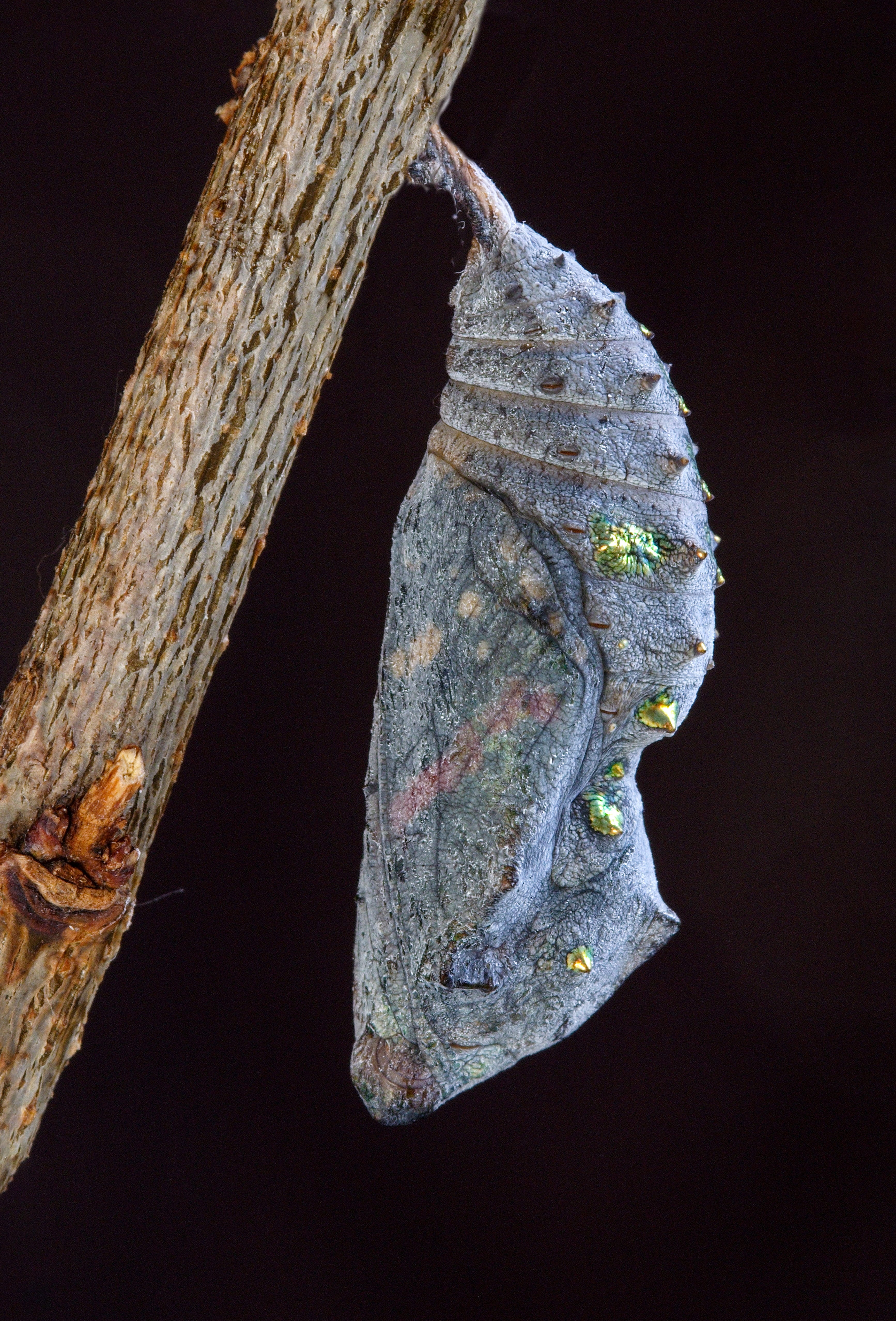 wildlife, entomology, butterfly, metamorphosis, metamorphose, cocoon, animal, night, focus on foreground, nature, tree trunk, tree, textured, close-up, Phone HD Wallpaper