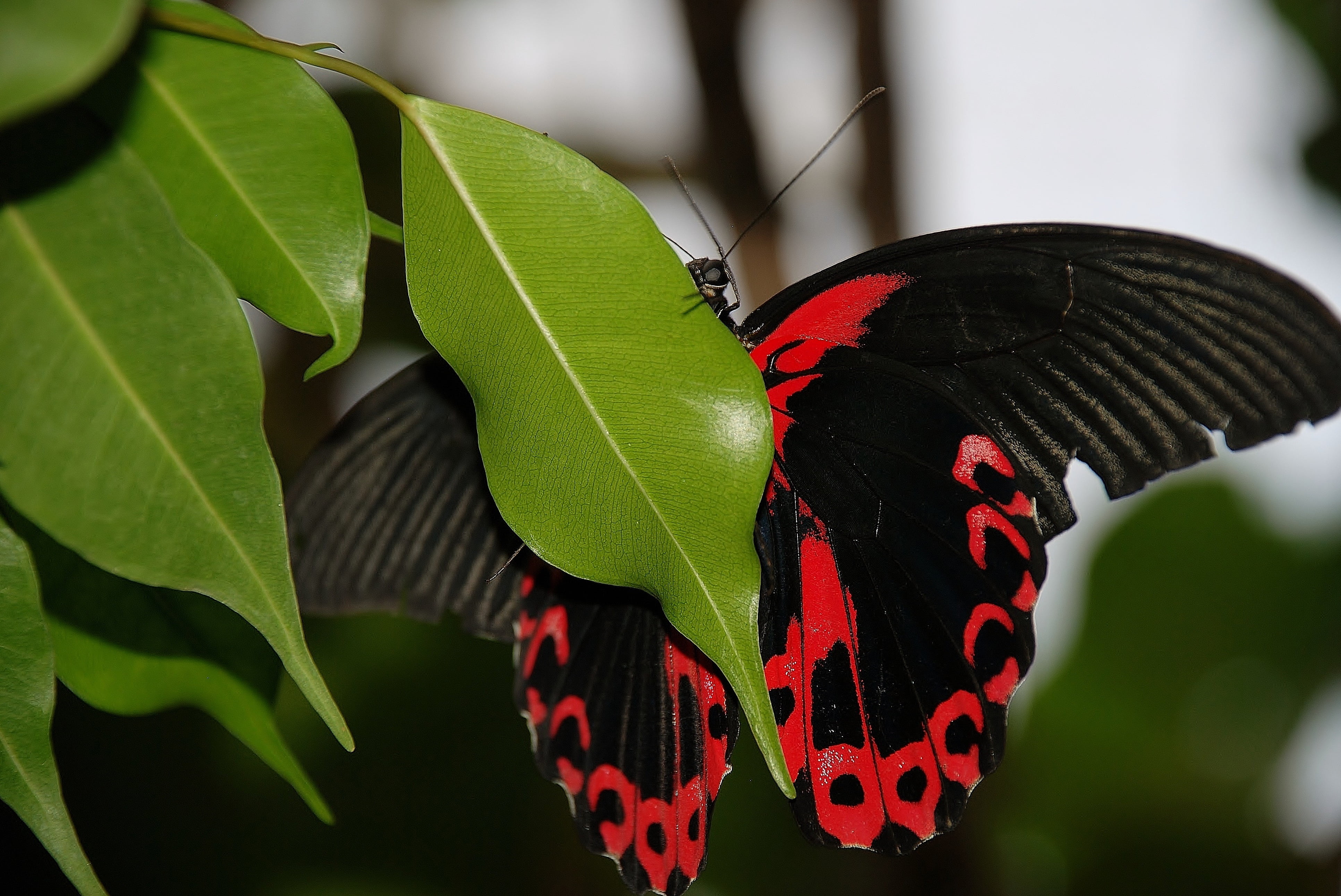 beauty in nature, close-up, animal wildlife, dovetail, day, butterfly, focus on foreground, leaves, no people, green color, 4K, invertebrate, papilio, HD Wallpaper