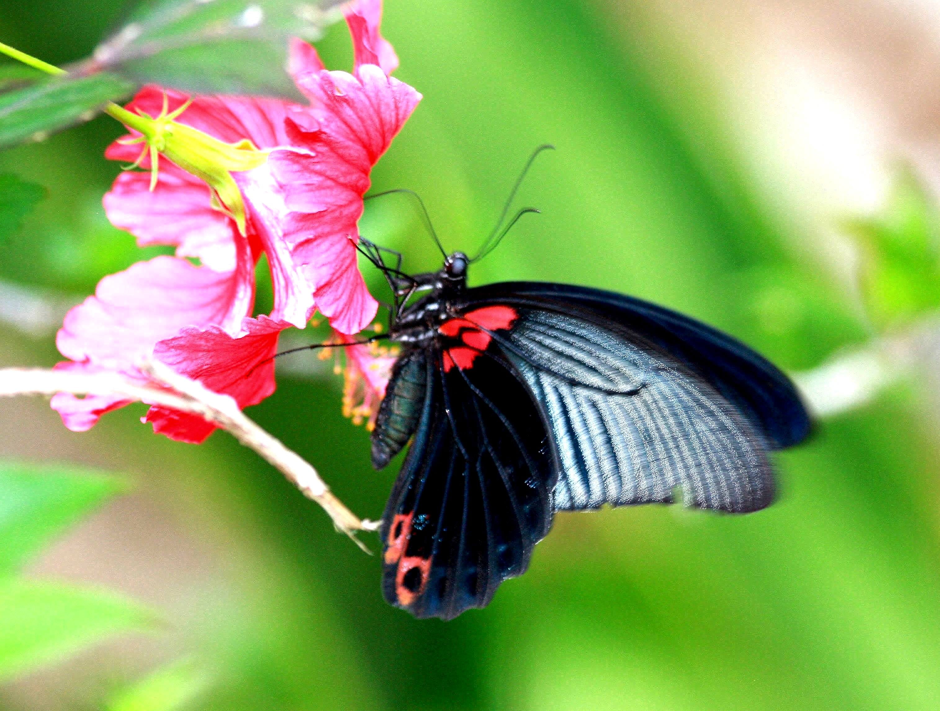 red, pink, animal, butterfly, closeup, Great Mormon, nature, beauty In Nature, animal Wing, multi Colored, Koh Phi Phi, Papilio Memnon Agenor, flower, closeup photography, HD Wallpaper