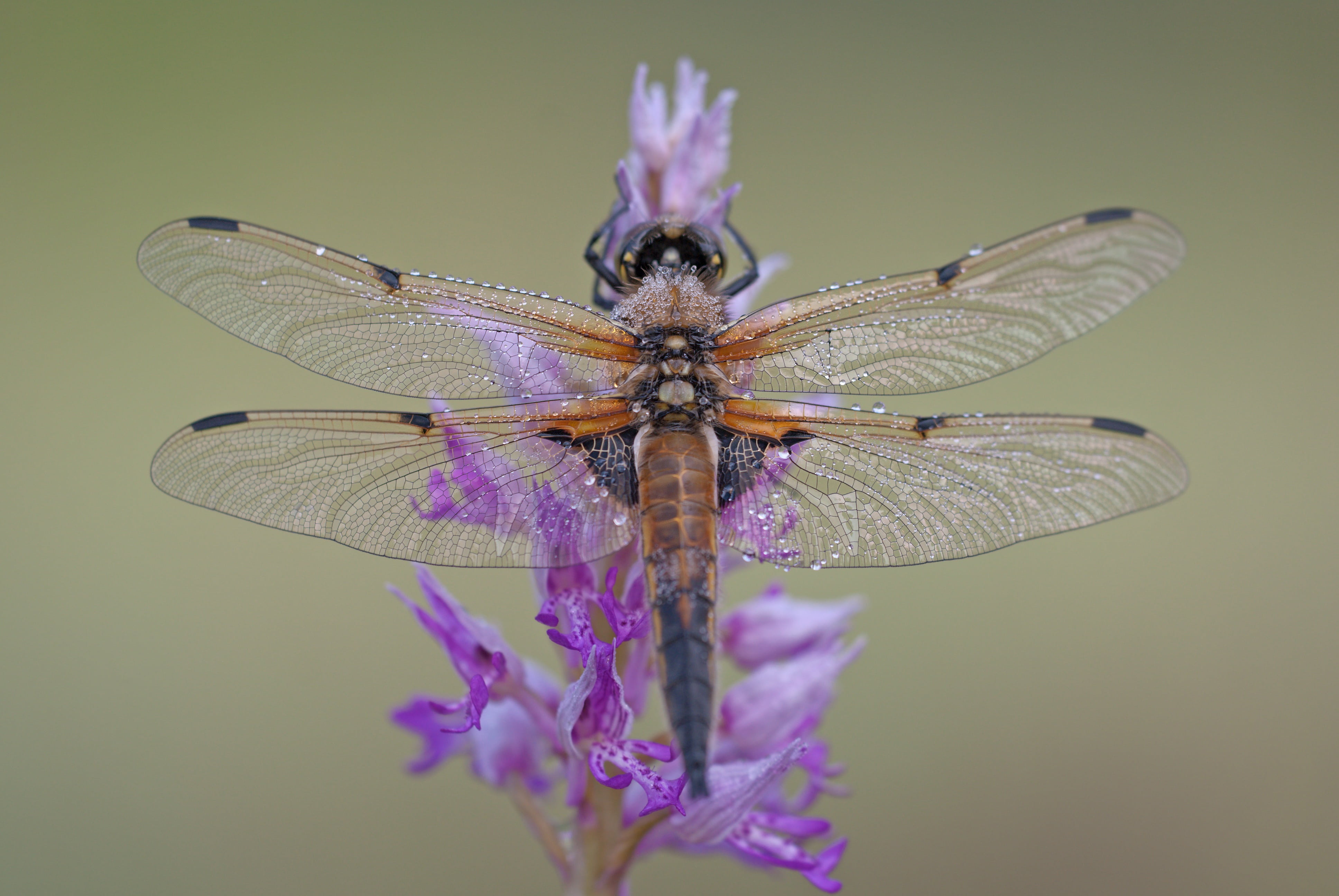 colorful, environment, art, wildlife, zoology, flower, dragonfly, environmental protection, droplets, diversity, dragonflies, focus on foreground, one animal, HD Wallpaper