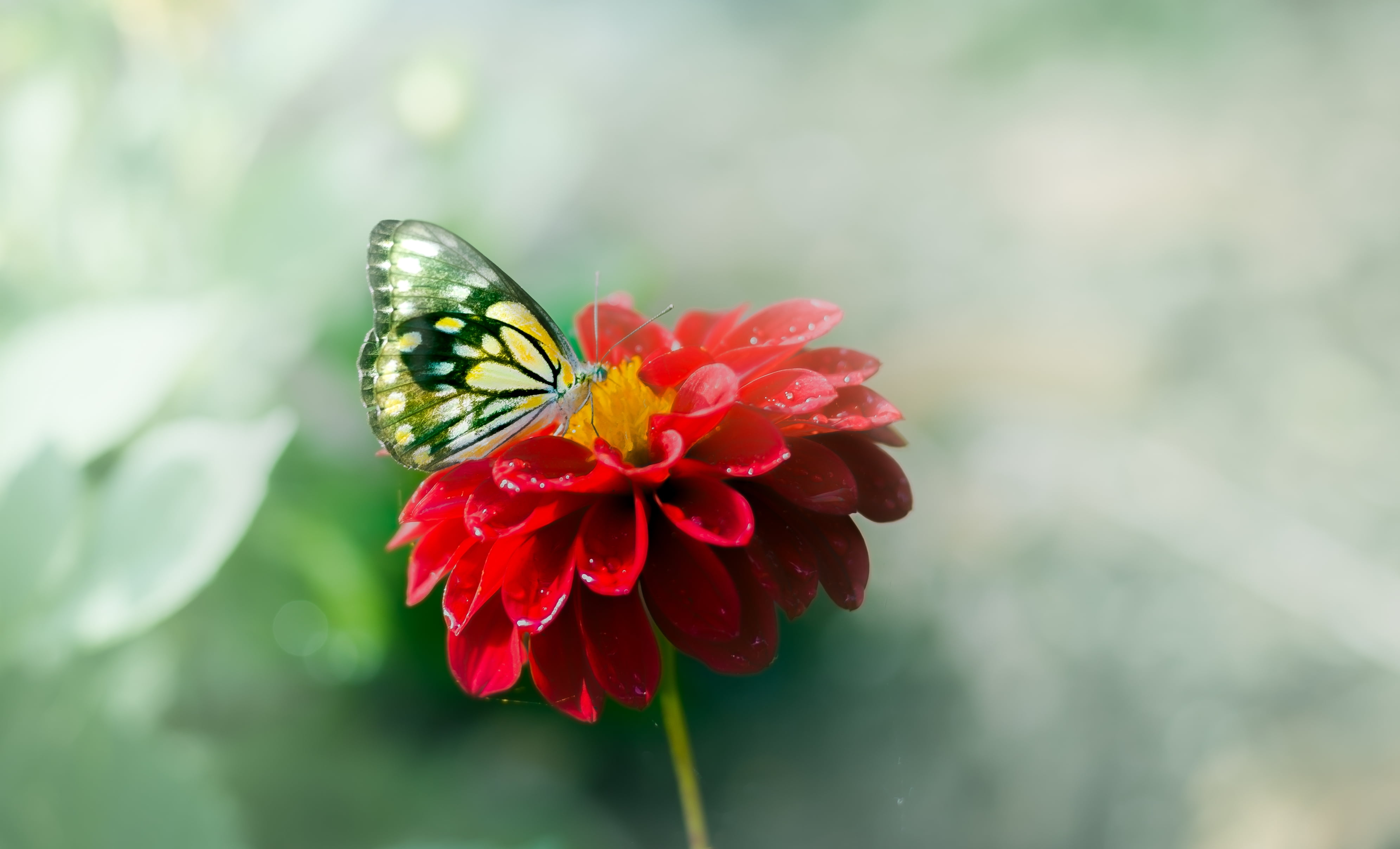 beauty In Nature, flora, multi Colored, flower, Nature, petaled, prime, red, 6D, Magnificent, close-up, insect, perched, bokeh, black, animal, butterfly, HD Wallpaper