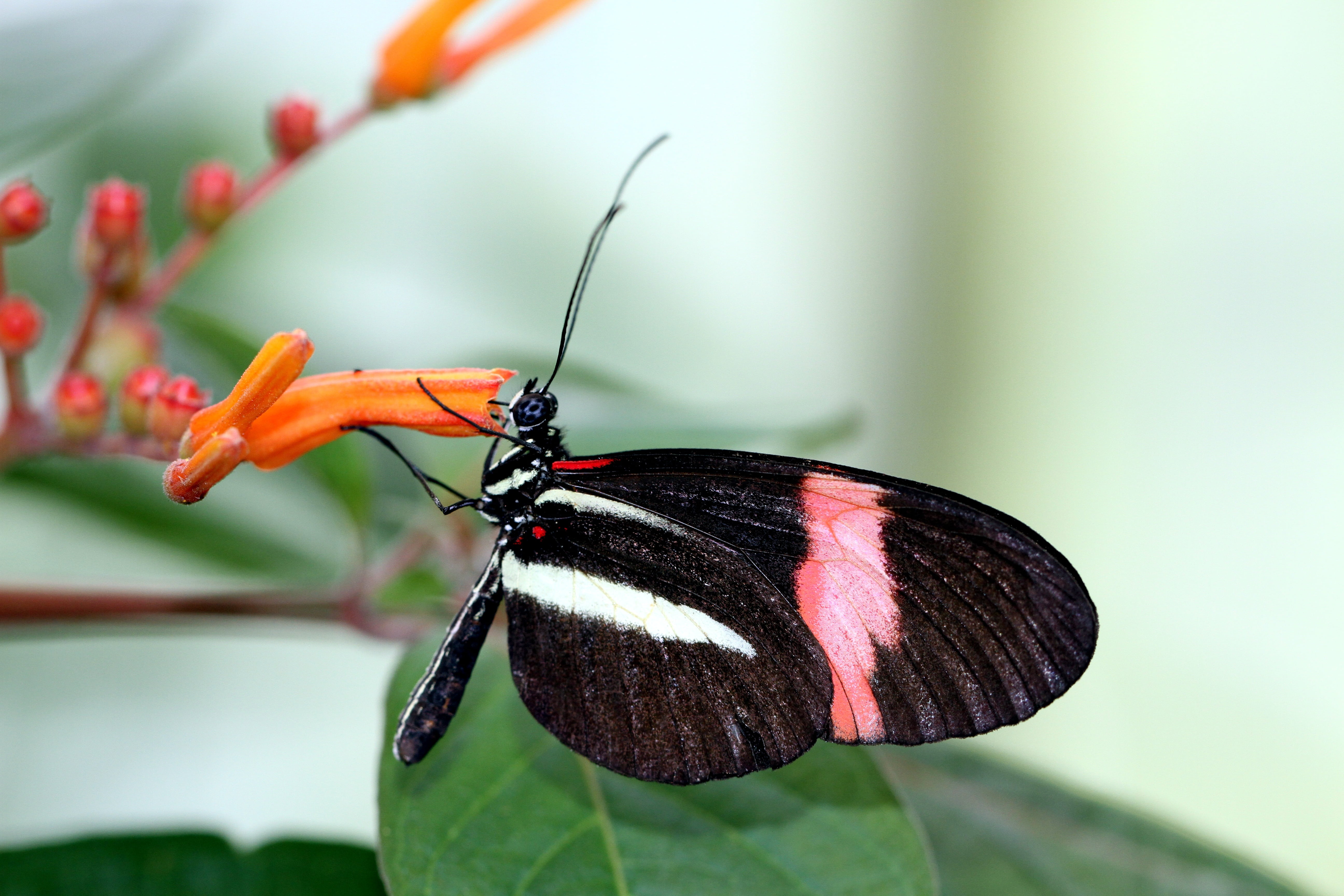 multi Colored, macro, nature, heliconius erato, butterfly, animals in the wild, black, wildlife, white, animal themes, invertebrate, close-up, outdoors, HD Wallpaper