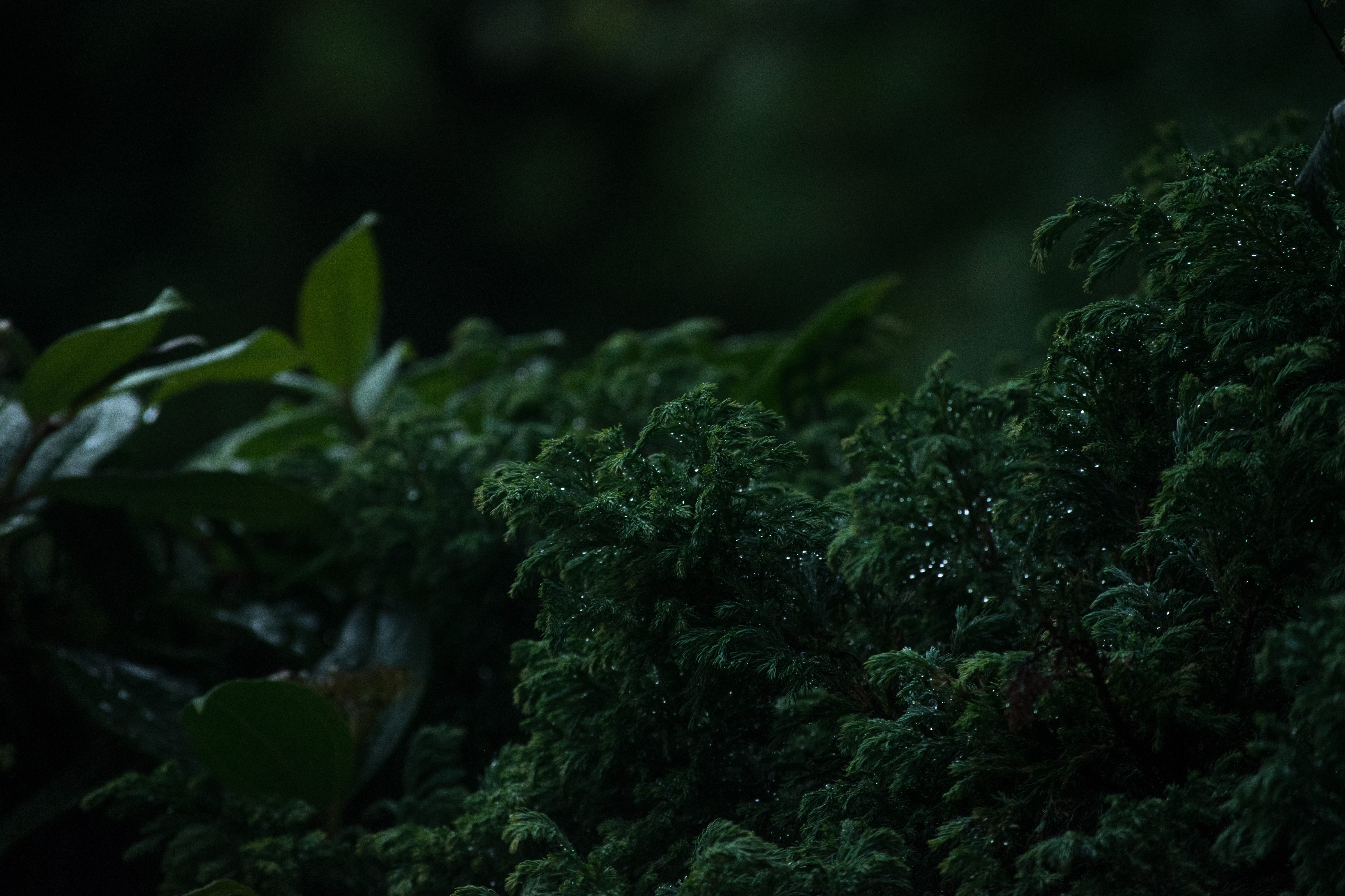 green color, green, growth, outdoors, land, photography, tranquility, day, garden, leaves, food, selective focus, focal, rain, focus on foreground, tree, HD Wallpaper