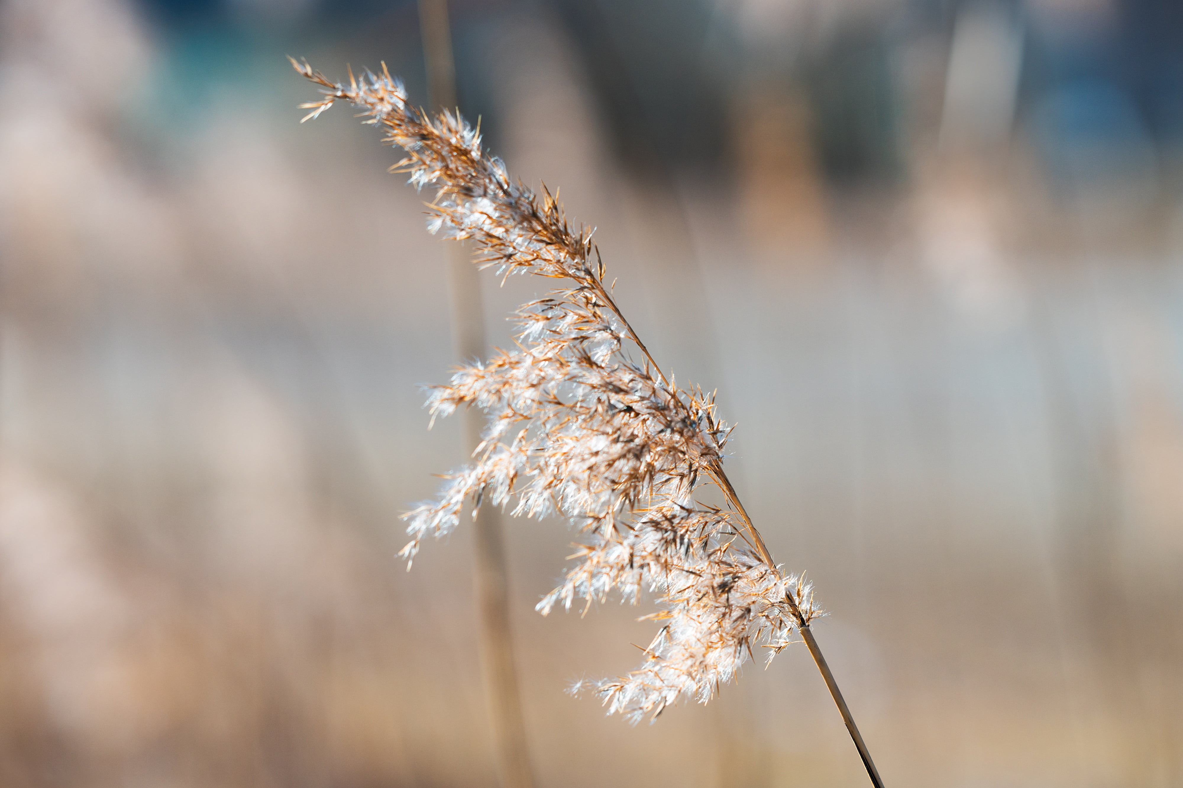 outdoor, focus on foreground, lonely, plant, plant stem, relax, winter, photography, reed, season, sun, tree, land, brown, blowing, rural scene, one, grass, HD Wallpaper