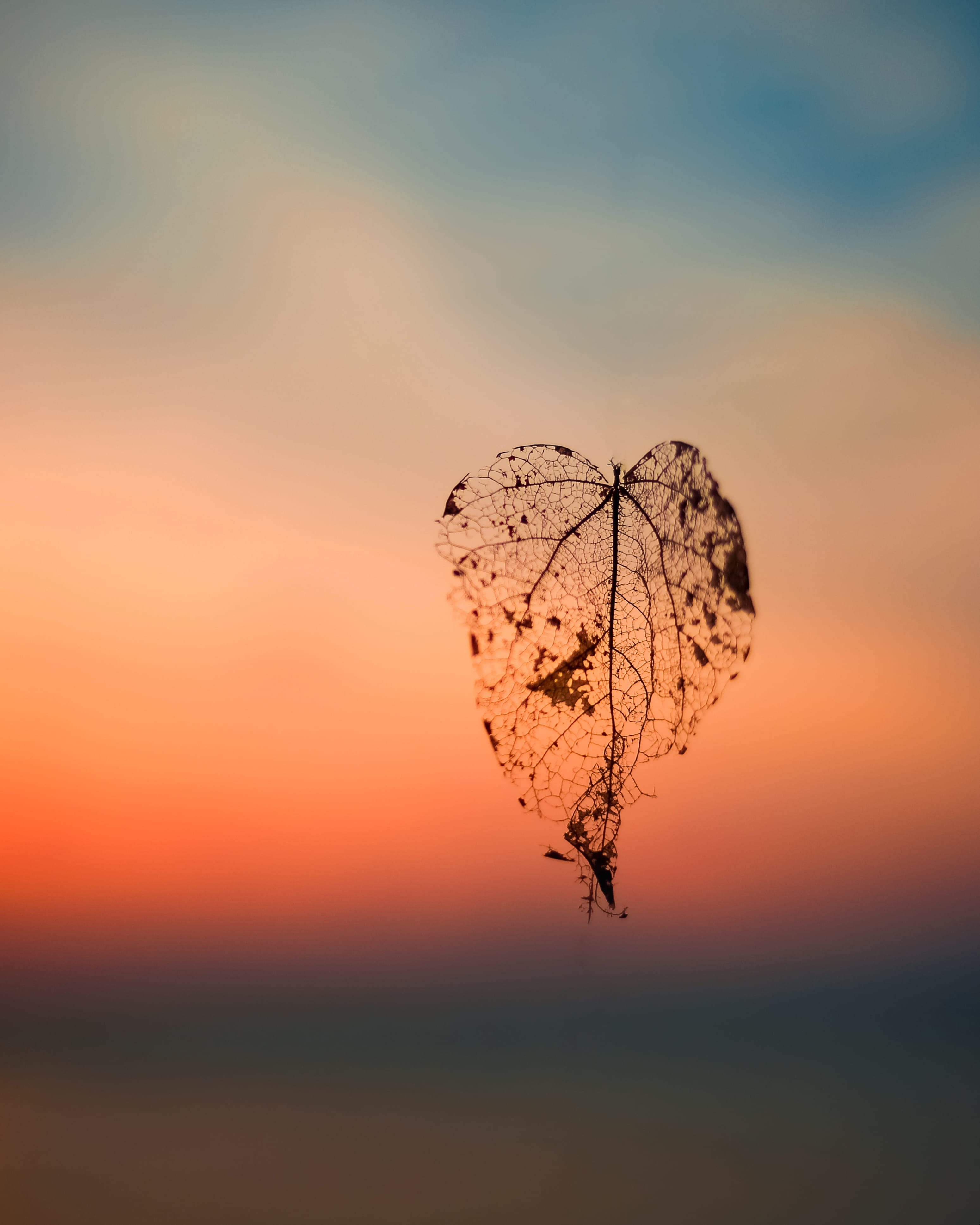 focus on foreground, sun, sky, photography, floating, tree, leaf, silhouette, autumn, outdoors, tranquility, selective, no people, pink color, dried, sunset, Phone HD Wallpaper