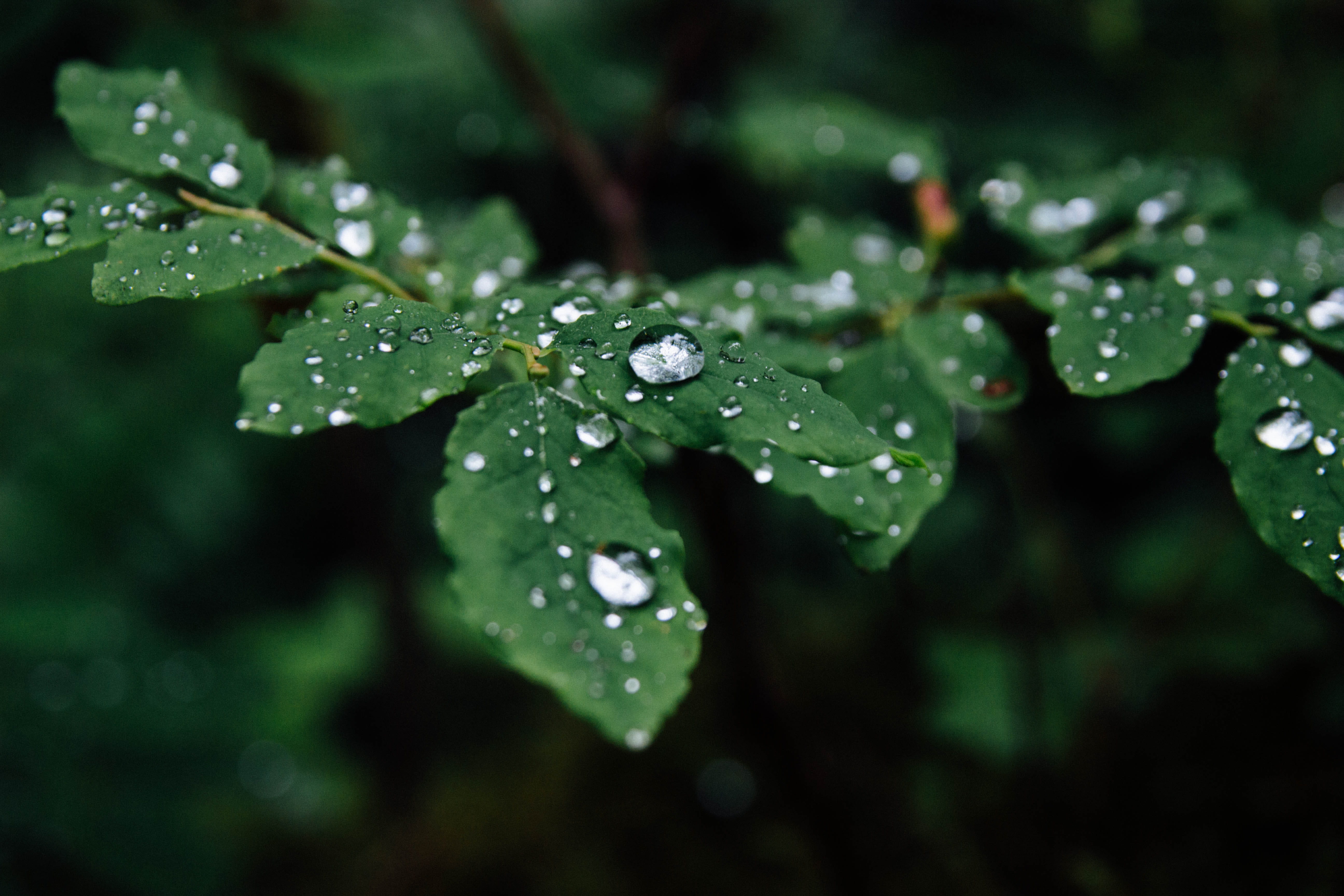 focus, photography, selective focus, wet, leafes, rain drop, plant part, forest, droplet, beauty in nature, green color, leaves, water, port angeles, nature, HD Wallpaper