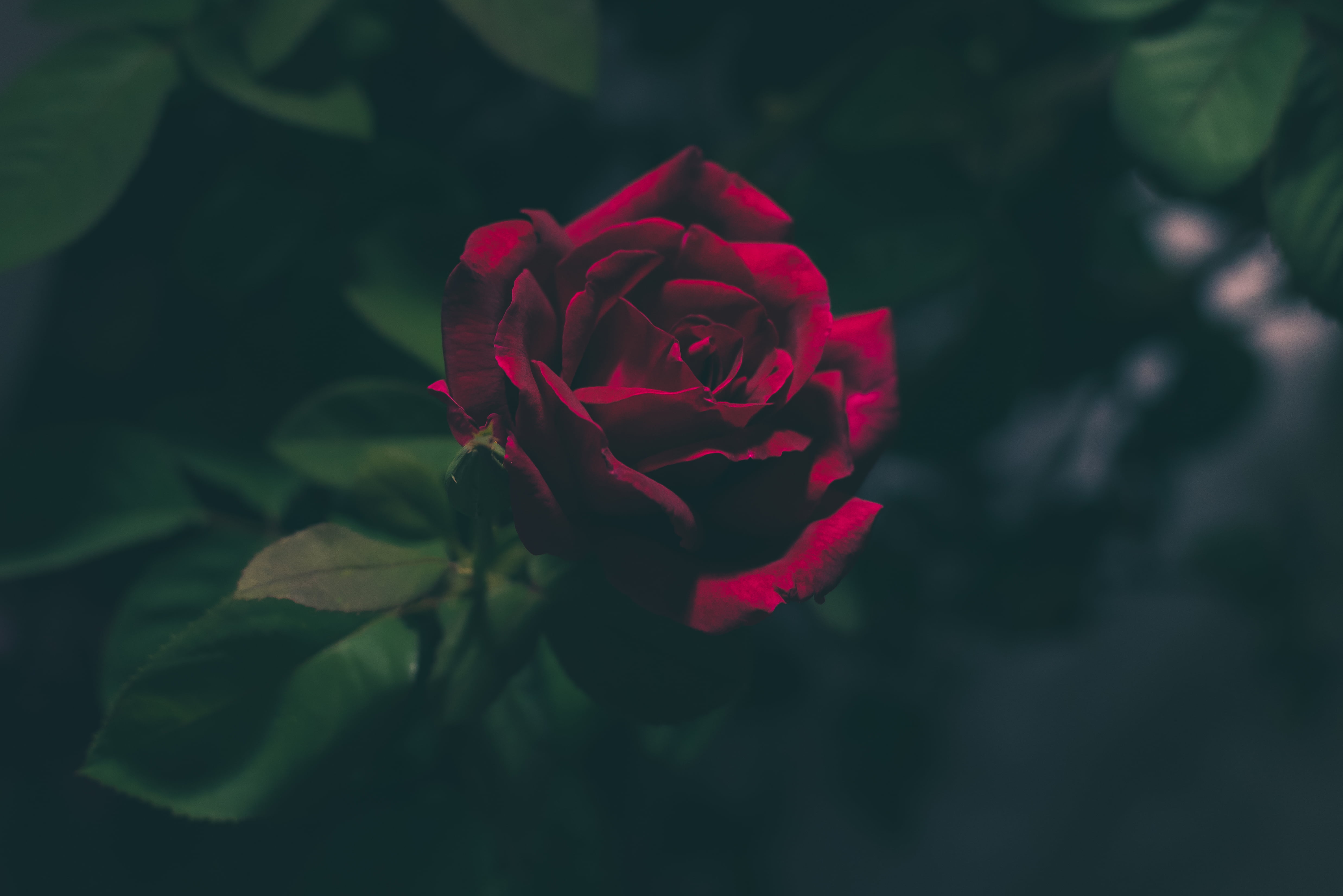 inflorescence, close-up, fragility, freshness, focus on foreground, petal, beauty In Nature, nature, leaf, pink Color, red, bud, plant part, flower Head, HD Wallpaper