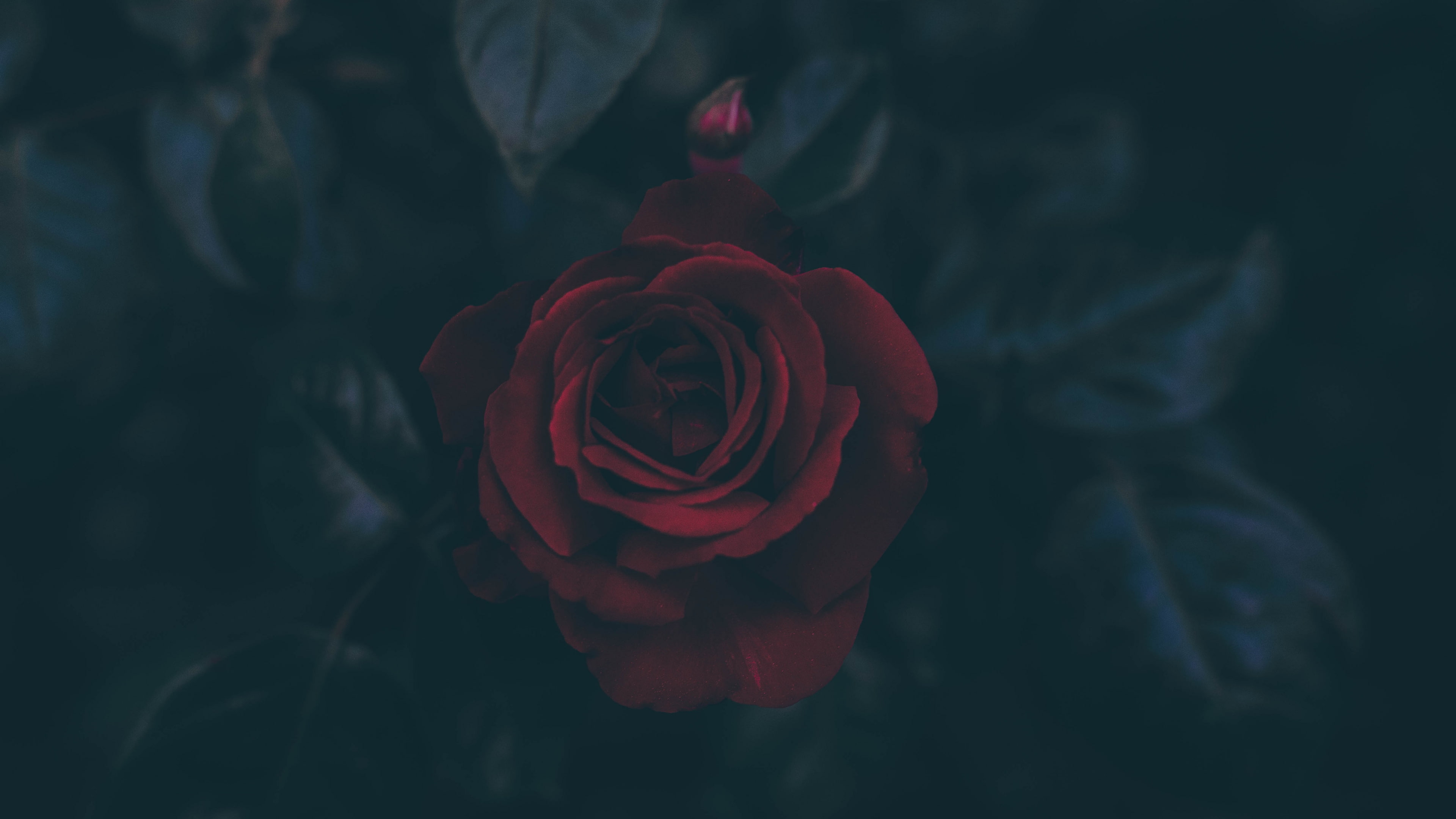 petals, leaves, dark, rose, flowers, red flowers, 4K, HD Wallpaper