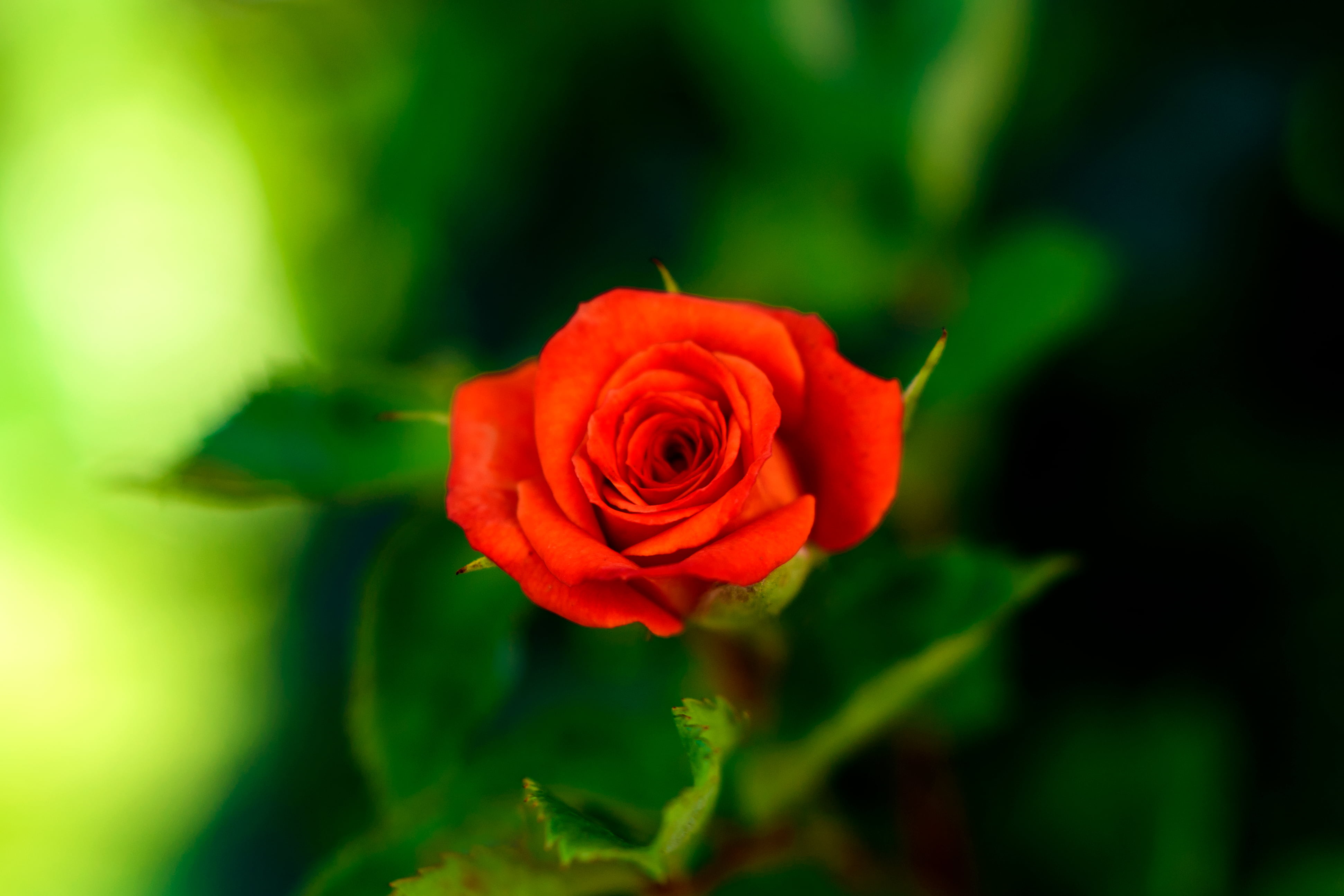 f/1.8, Japan, f / 1, Flower, Tree, close-up, love, 4K, f/1, shallow, Plant, shallow focus, photography, focus, single Flower, Nikon AF, Flora  Rose, Yokohama, HD Wallpaper