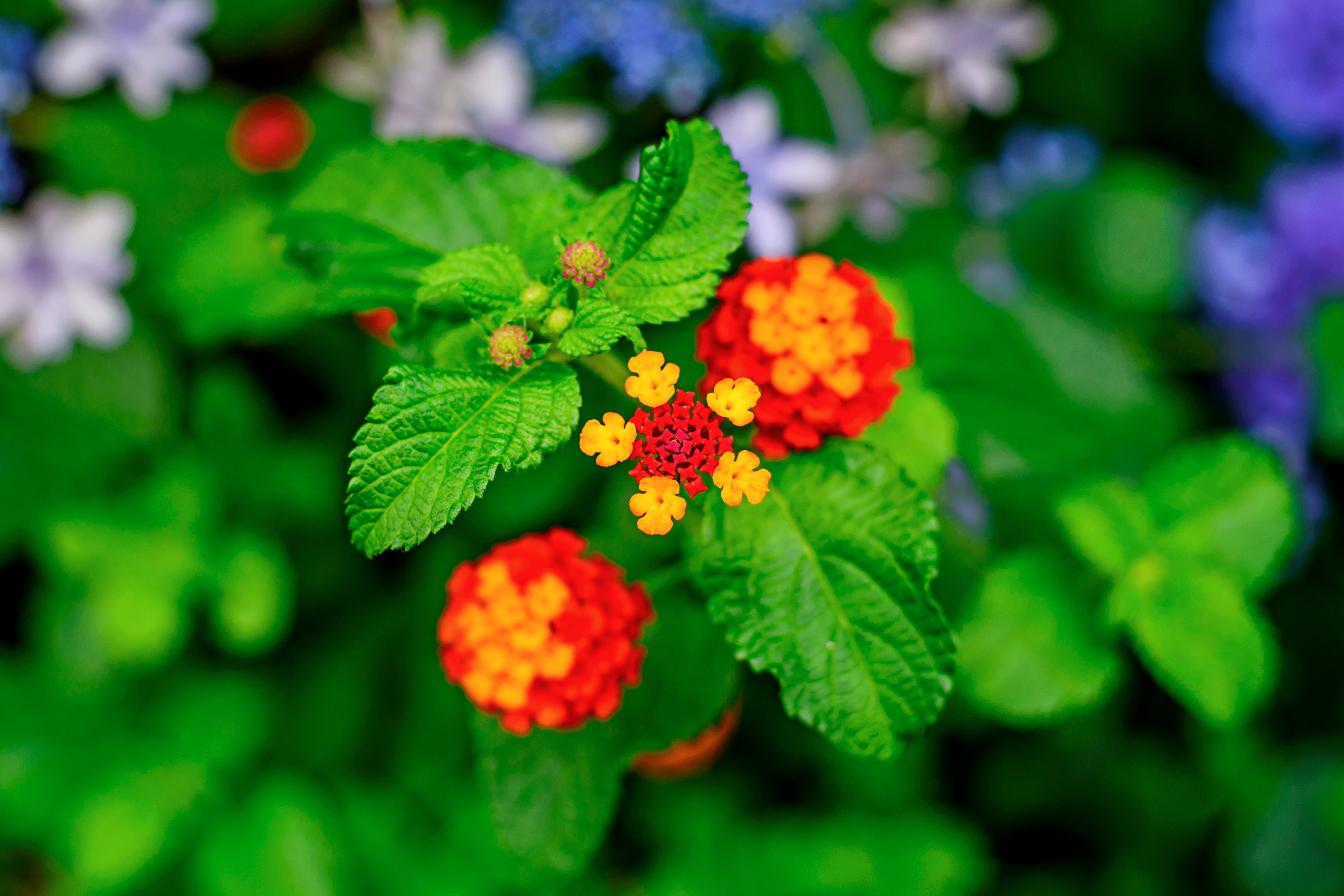 selective, f / 1, Outdoor, NIKKOR, 8G, yellow, red, Japan, photo, Hydrangea, Nature, Tree, Aoba, Kanagawa, Plant, f/1.8, selective focus, Nikon  D750, Bokeh, HD Wallpaper