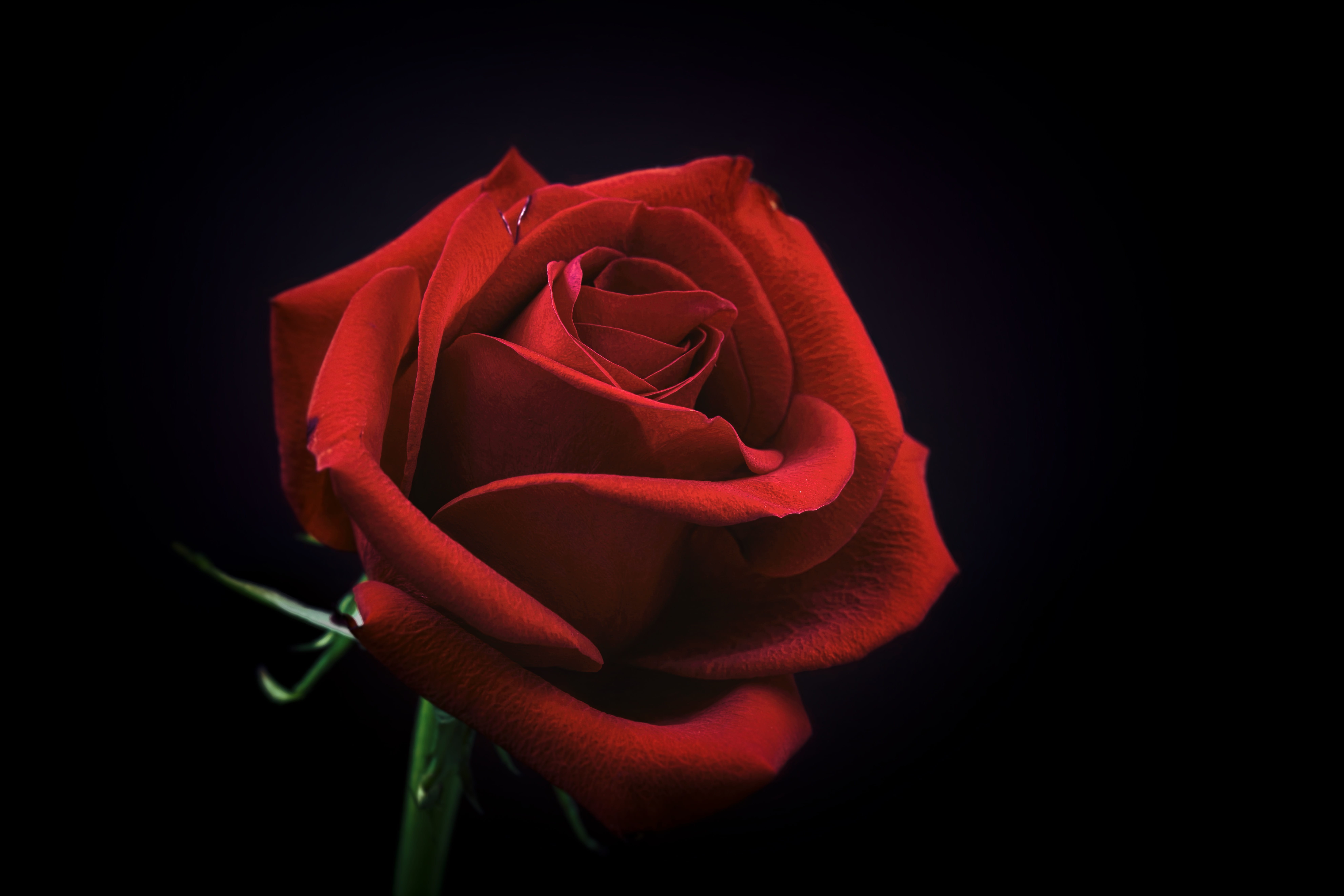 positive emotion, rose - flower, nature, fragility, black background, flower, beauty in nature, petal, indoors, flower head, 8K, flowering plant, close-up, HD Wallpaper