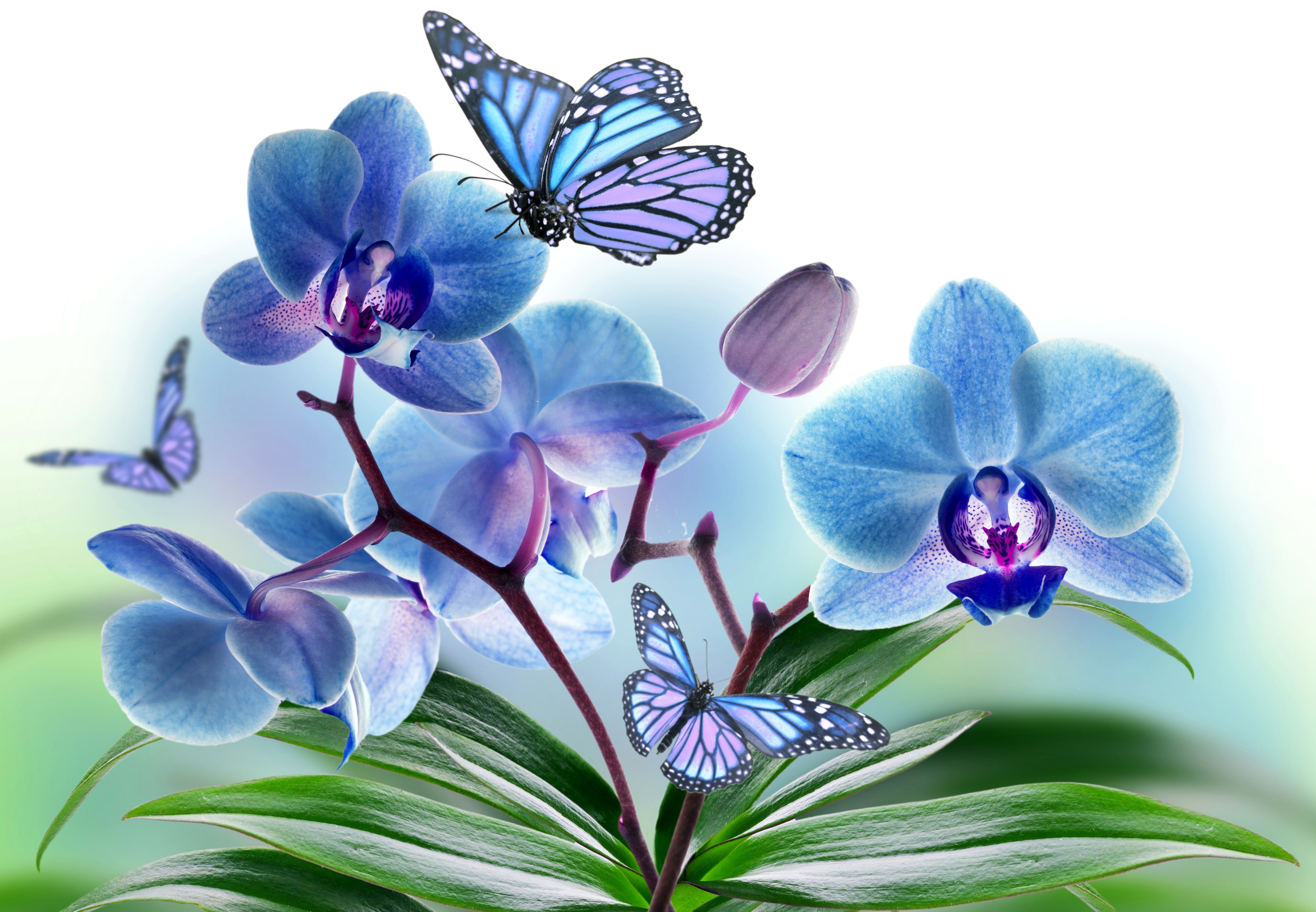 collage, flowers, petals, wings, moth, white, butterfly, Orchid, blue, 4K, HD Wallpaper