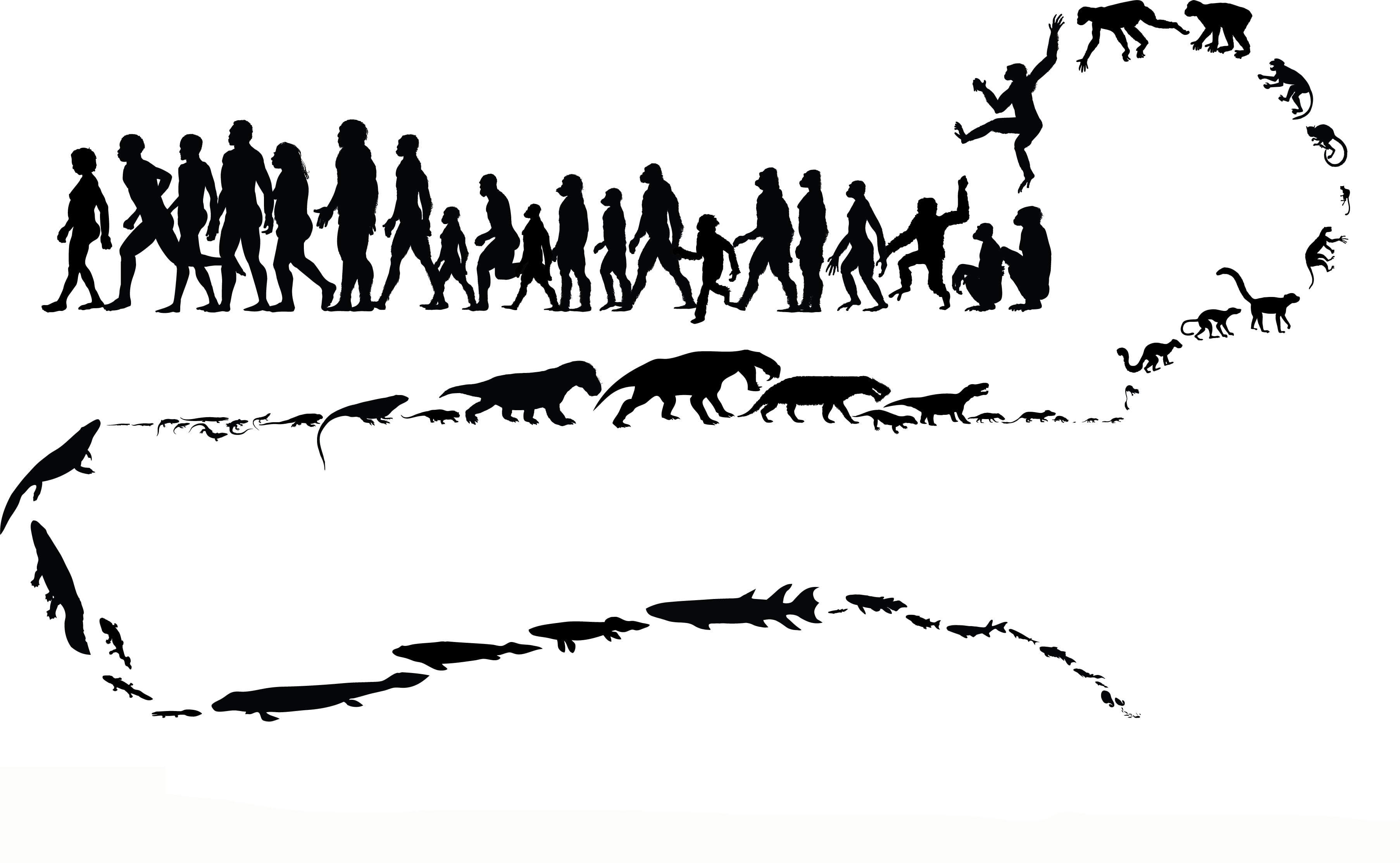 clear sky, illustration, white background, western script, monkey, large group of people, communication, silhouette, adult, evolution, cut out, studio shot, HD Wallpaper