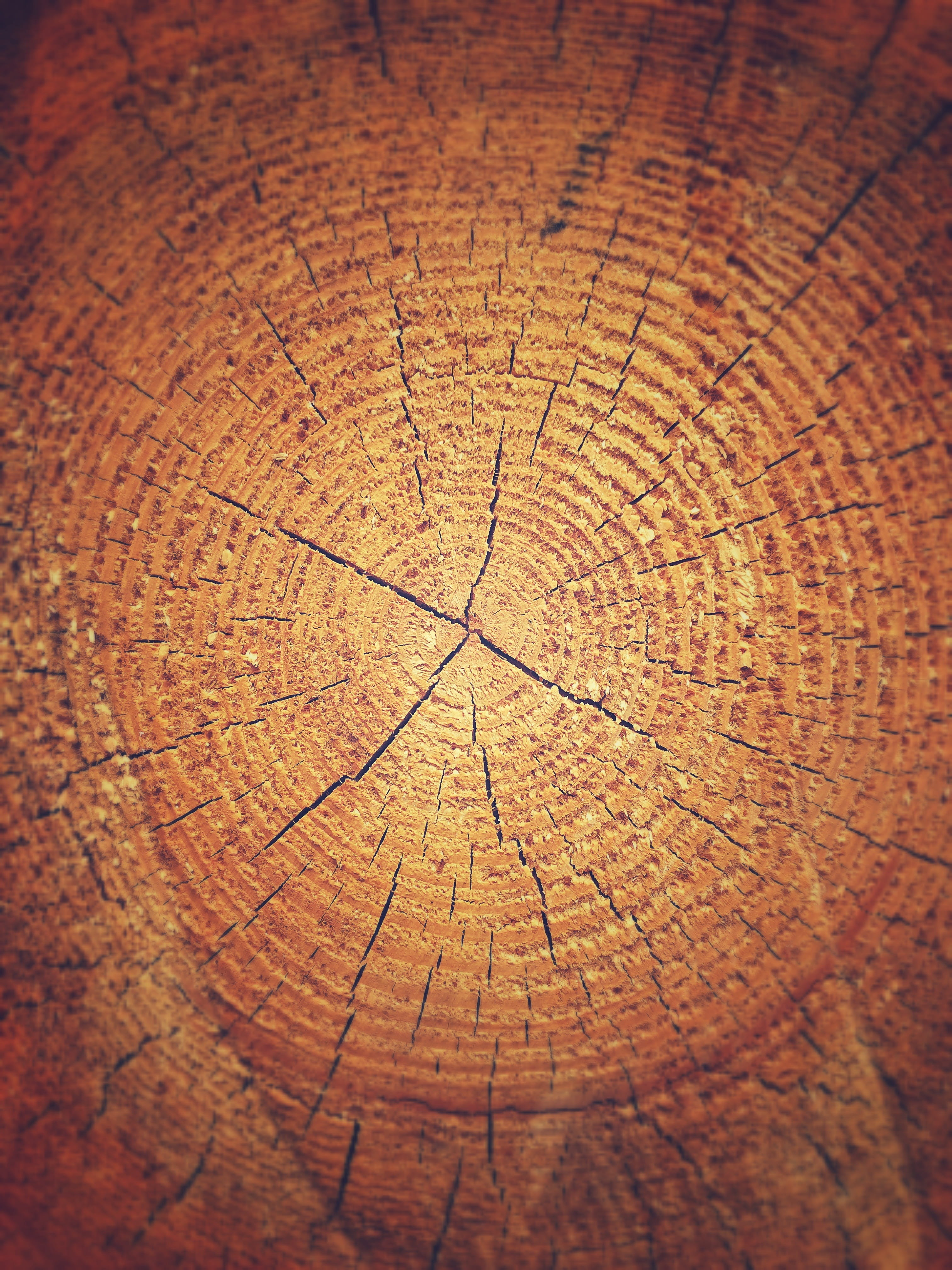 surface, aging Process, wooden, pattern, backgrounds, wood - Material, old, brown, abstract, plant, concentric, Wood, geometric shape, cross section, circle, Phone HD Wallpaper