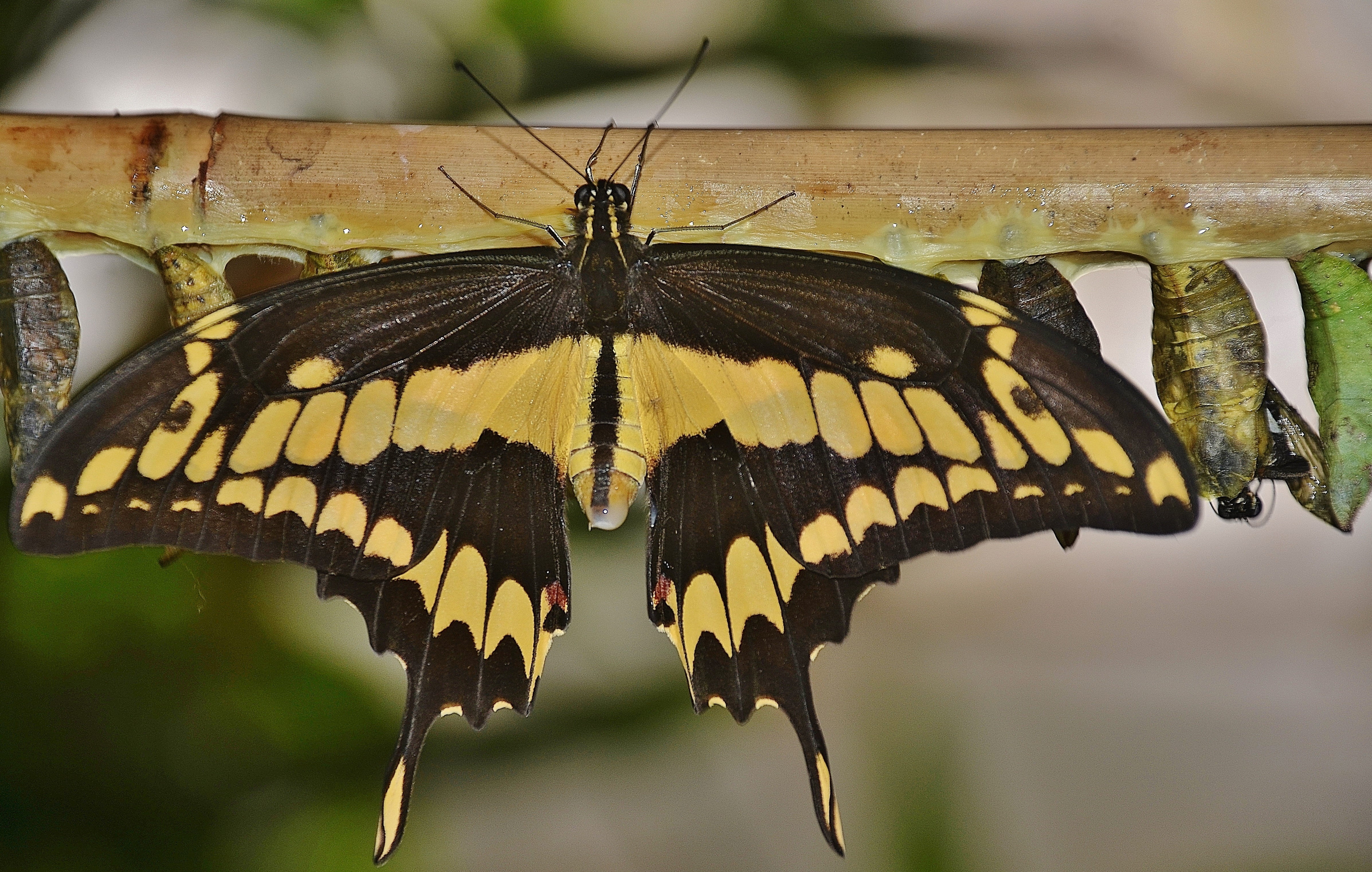 swallowtail, larvae, swallowtail butterfly, close-up, flower, natural pattern, one animal, insect larvae, no people, butterfly, cocoons, invertebrate, butterfly - insect, HD Wallpaper