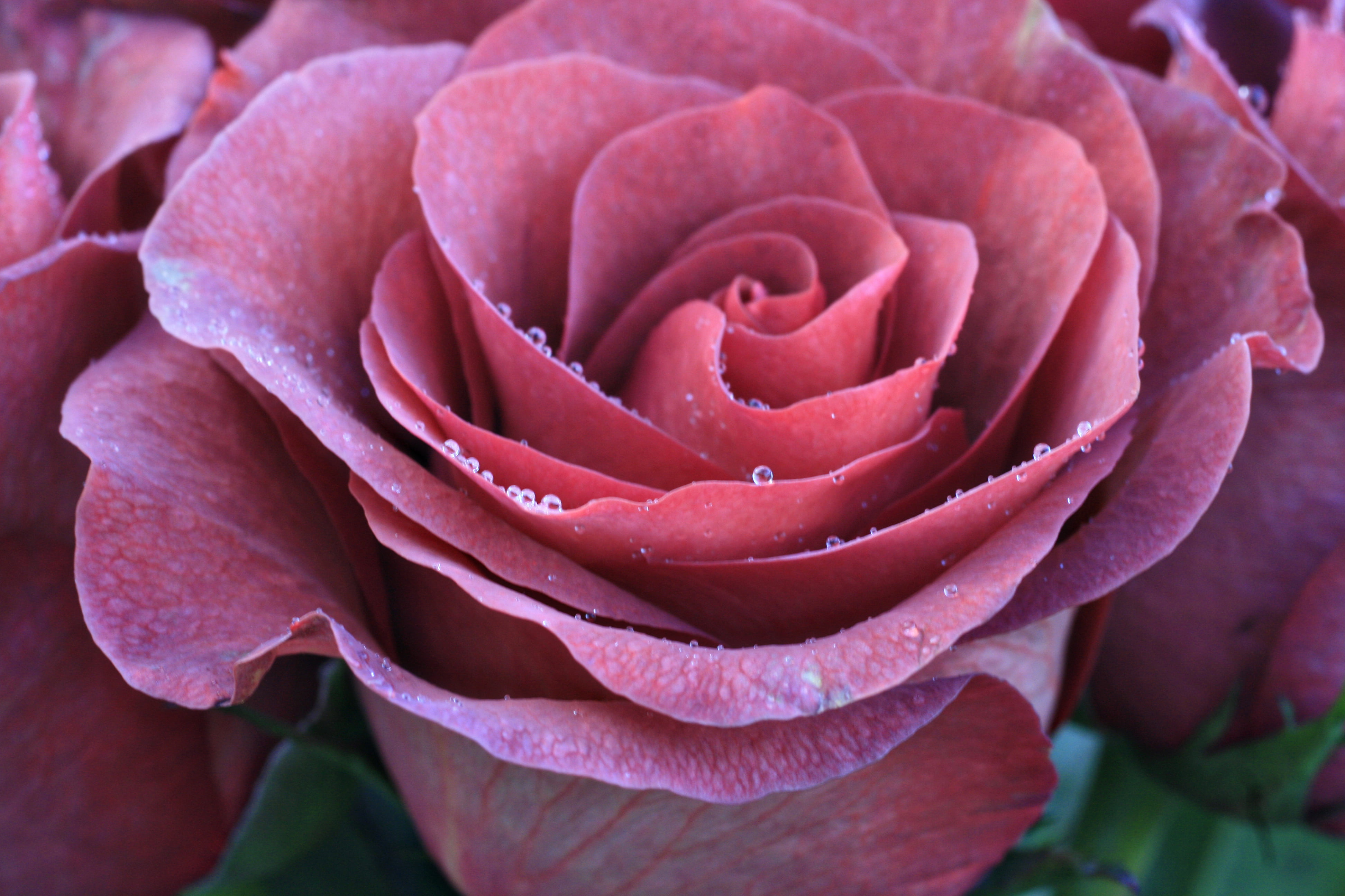 rose - Flower, rose, photo, flower, closeup, red rose, nature, backgrounds, close-up, Whisper, plant, leaf, 4K, freshness, petal, red, HD Wallpaper