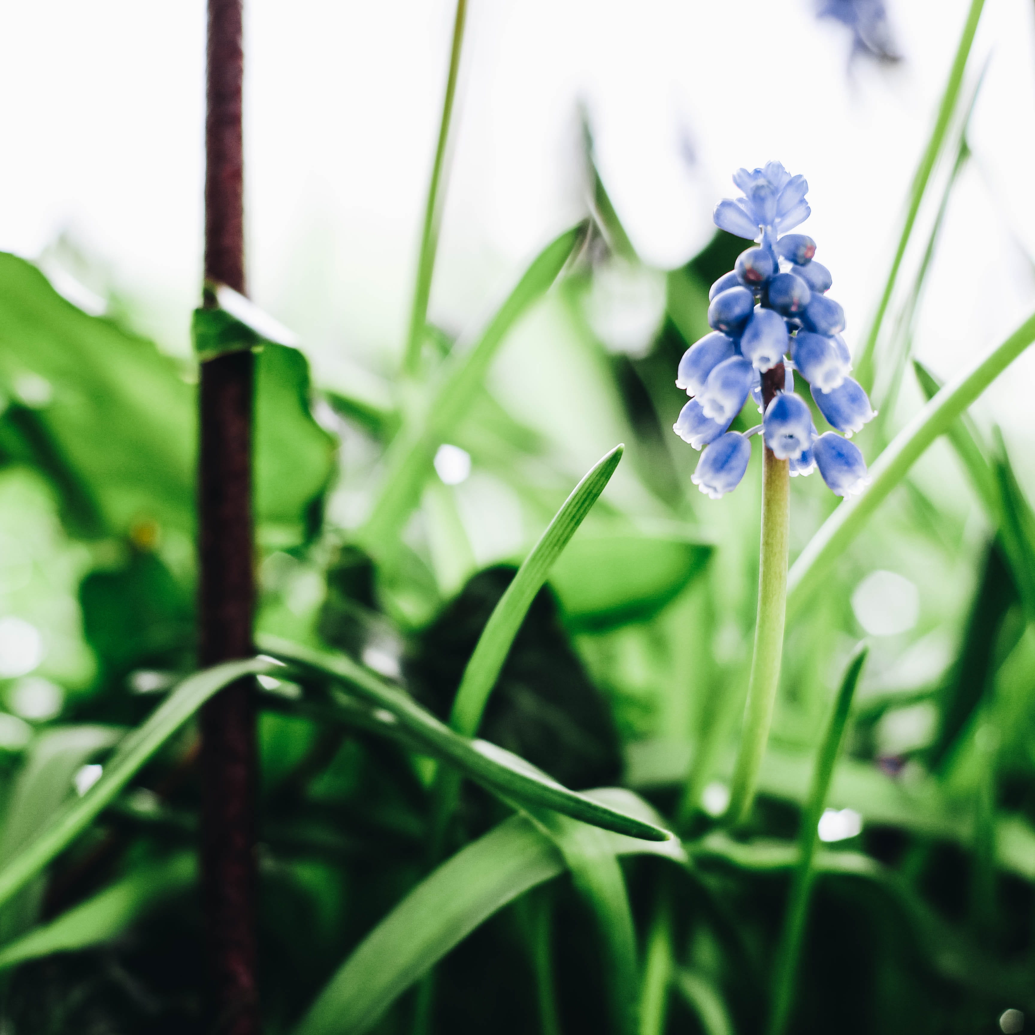 inflorescence, selective focus, blade of grass, potplant, drop, no people, beauty in nature, spring, water, close-up, fragility, blue, garden, freshness, Phone HD Wallpaper