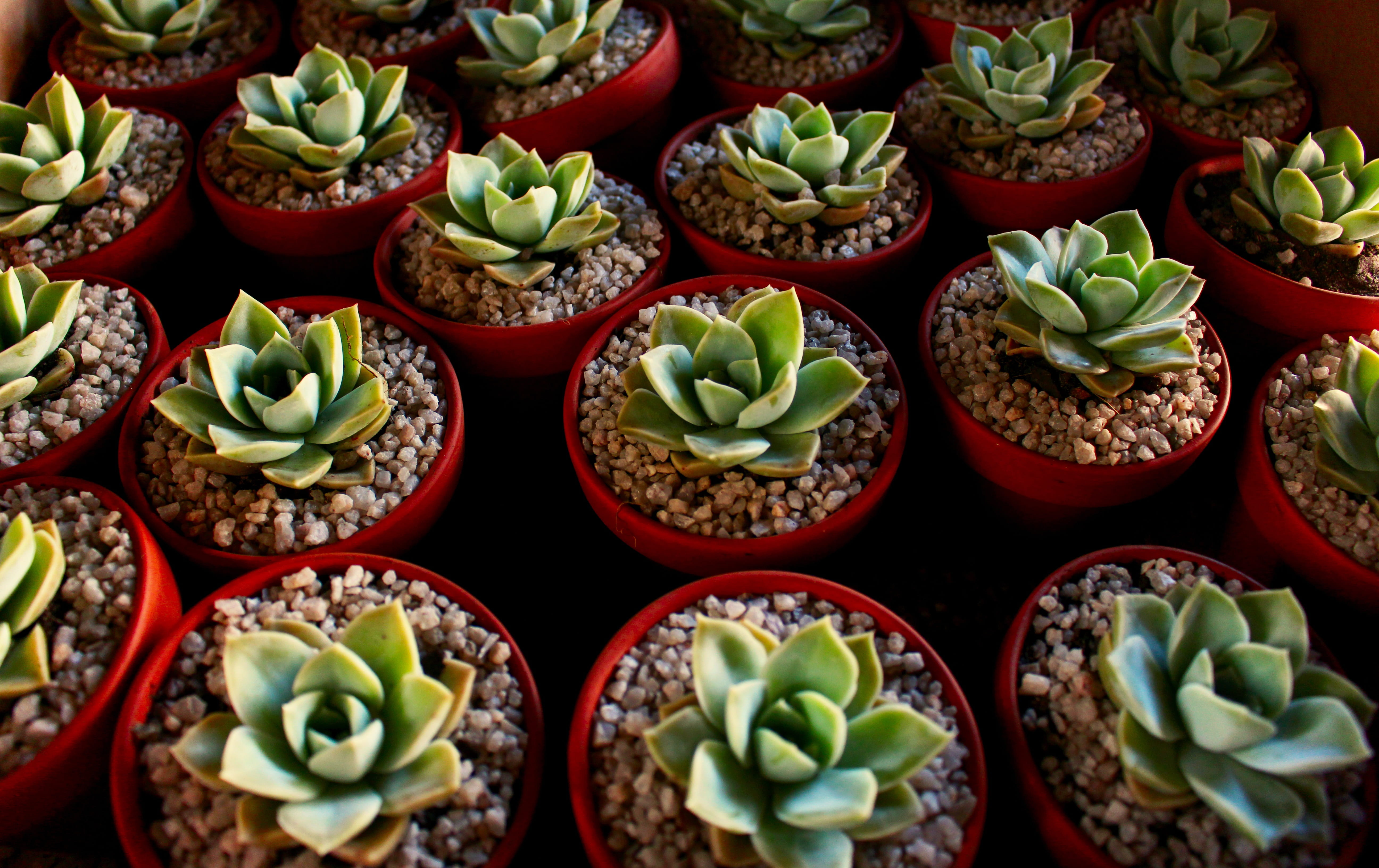 plant, indoors, green, for sale, Green, in a row, still life, green Color, backgrounds, arrangement, high angle view, freshness, houseplant, succulent, HD Wallpaper