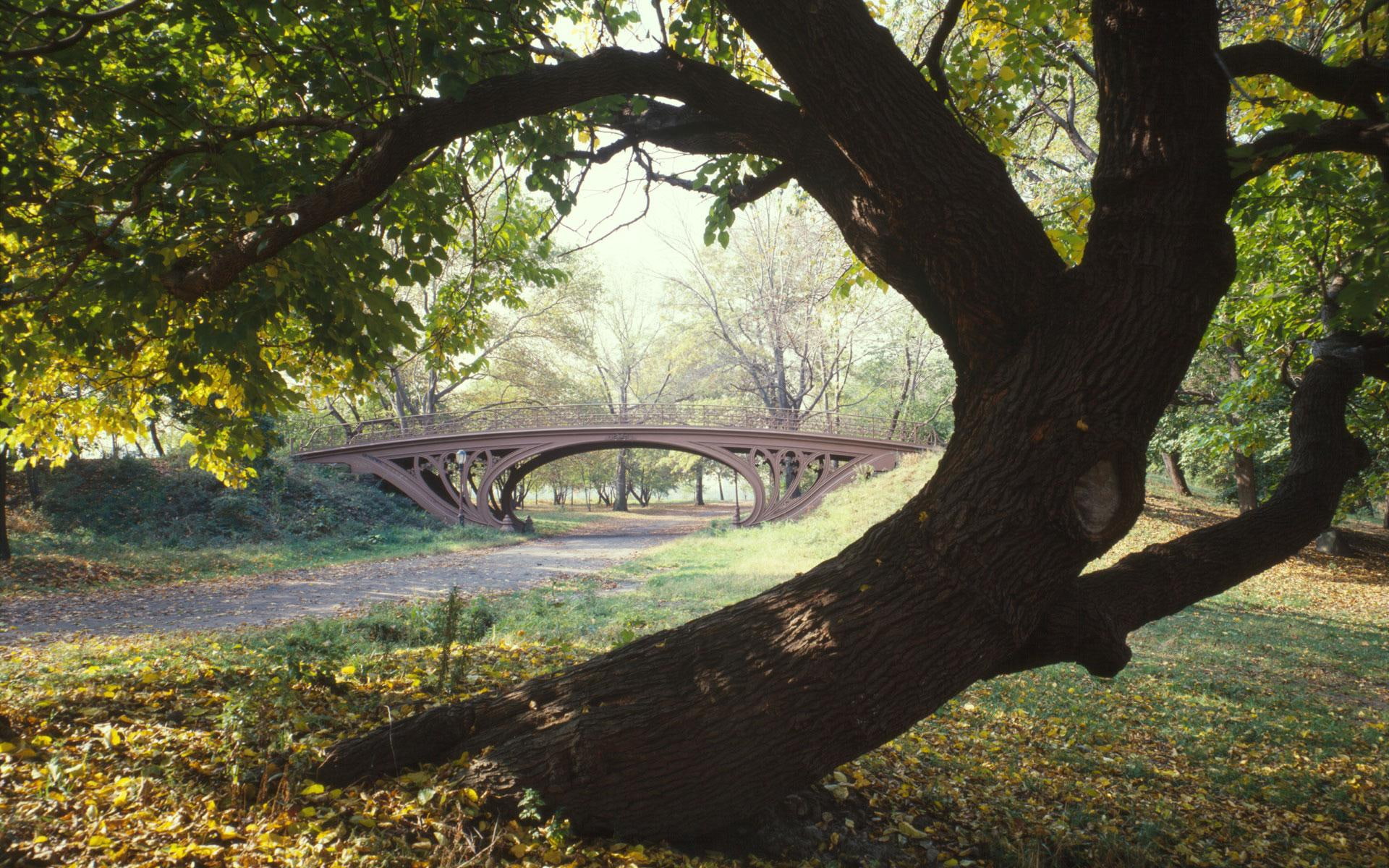 new, bent tree, brown, green, central, tree, grass, metal, 3d and abstract, 1080P, york, park, bridge, HD Wallpaper