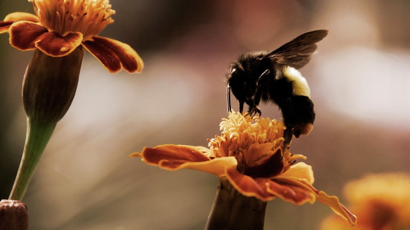 720P, focus on foreground, bees, growth, bee, two, flower head, pollination, vulnerability, orange, marigolds, flowering plant, flowers, animal wildlife, HD Wallpaper