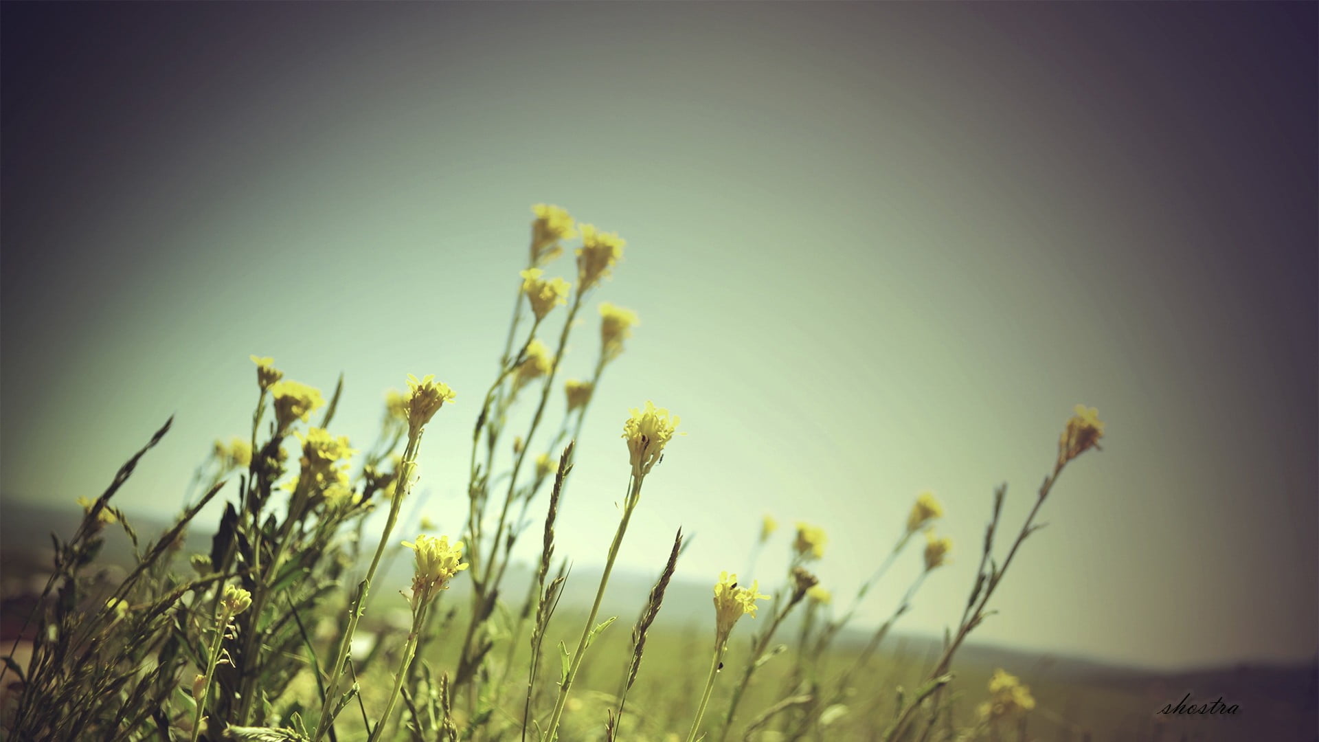 beauty in nature, petaled, flowering plant, flower, plant, field, macro, sunlight, no people, tranquility, focus on foreground, nature, white, close-up, HD Wallpaper
