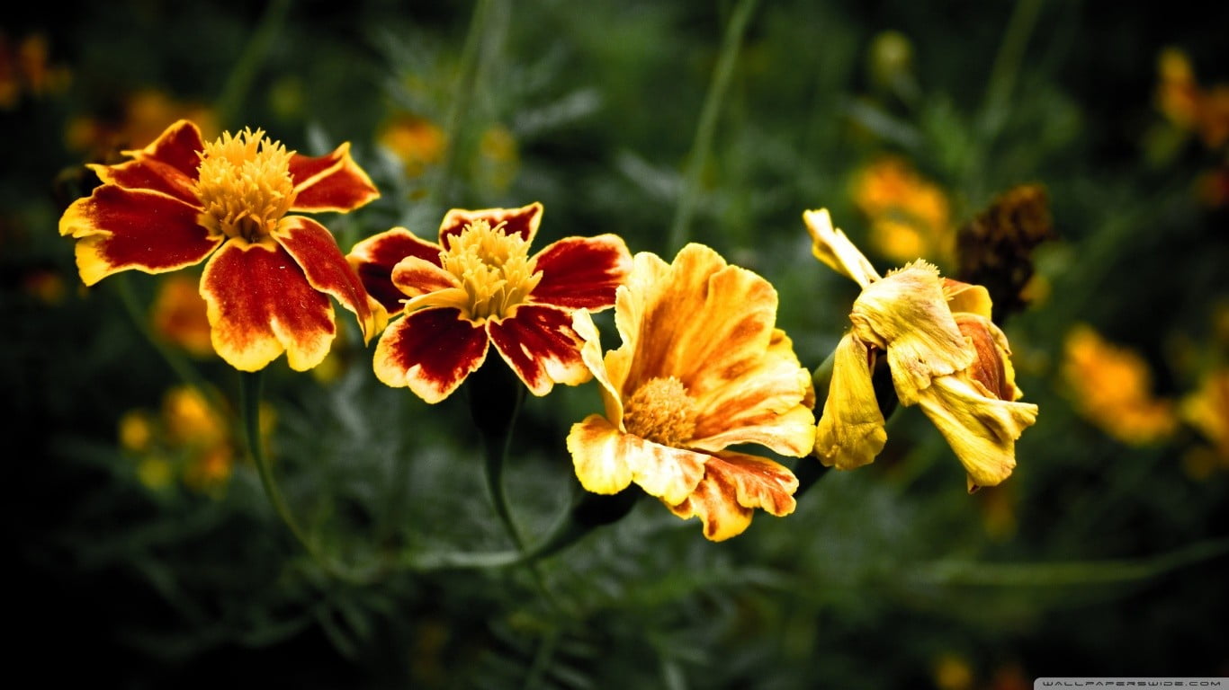 marigolds, flowering plant, flower, no people, close-up, nature, red, inflorescence, yellow, orange color, plant, plants, outdoors, flowers, day, sunlight, HD Wallpaper