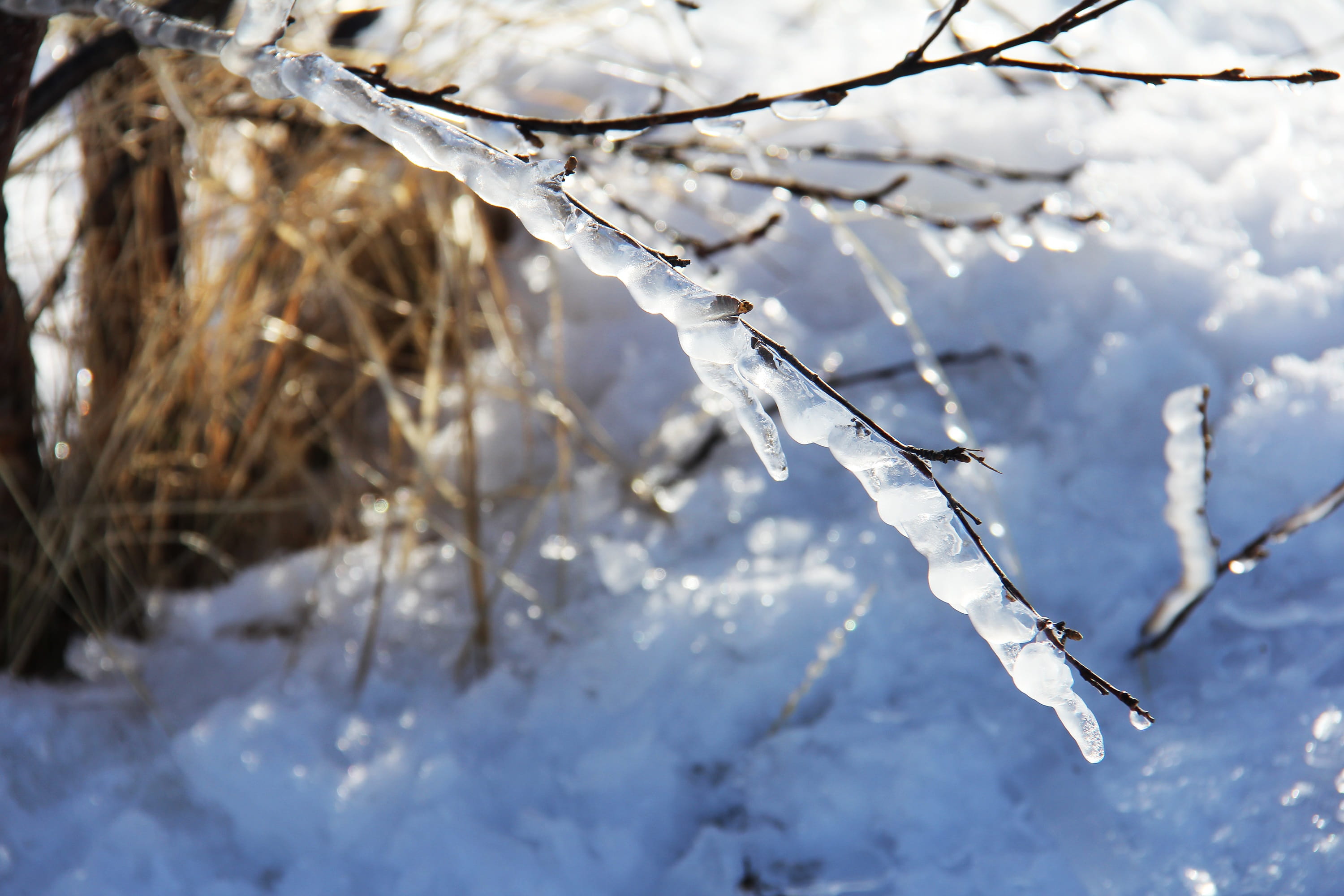 scandinavia, ice, blizzard, twig, extreme weather, beautiful, view, 2K, plant, cold temperature, white color, close-up, tranquility, icy, snow, breathtaking, HD Wallpaper