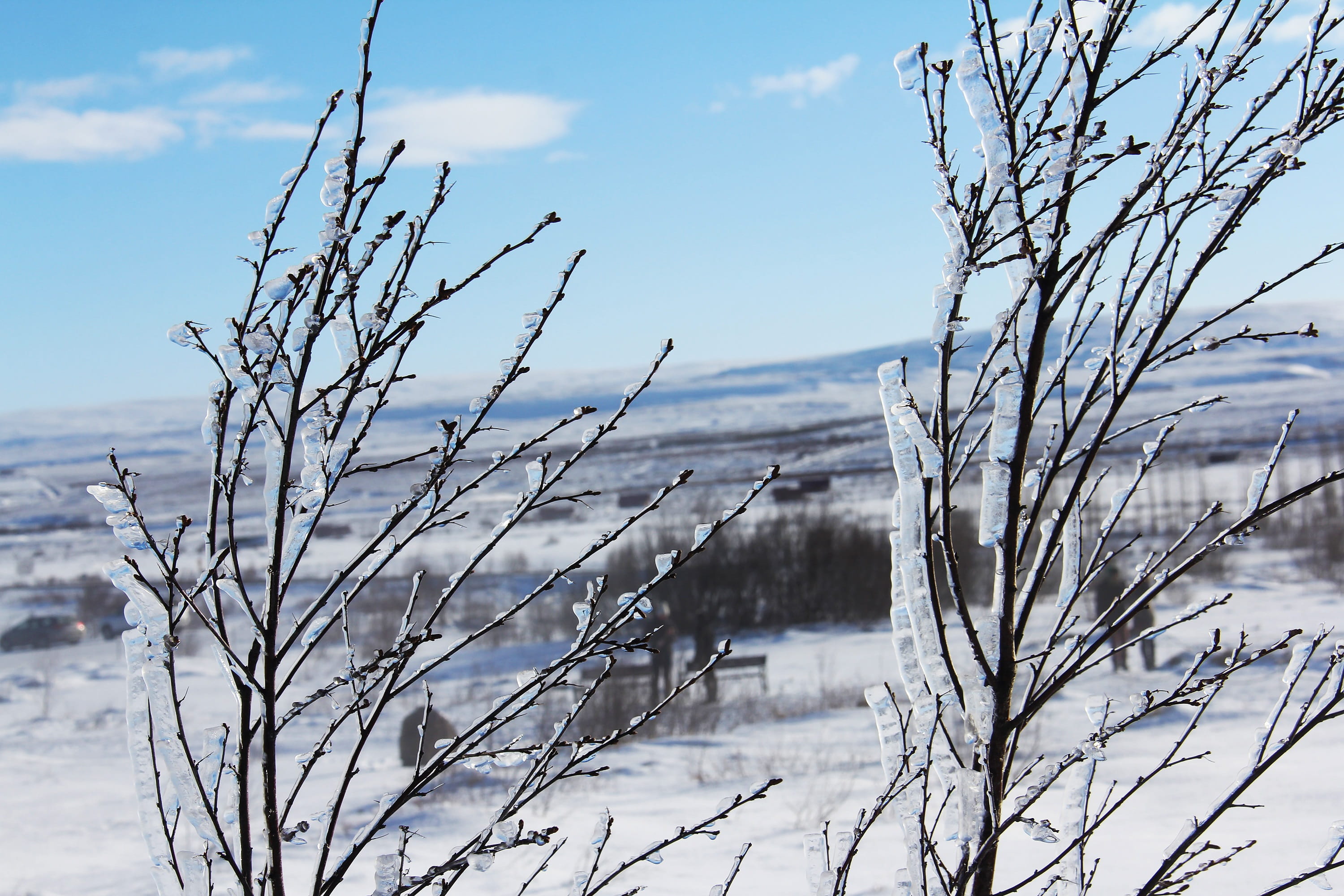 covering, plant, tree, bare tree, nature, branch, frozen, Beautiful, focus on foreground, white color, natural, outdoors, tranquility, no people, sky, iceland, HD Wallpaper