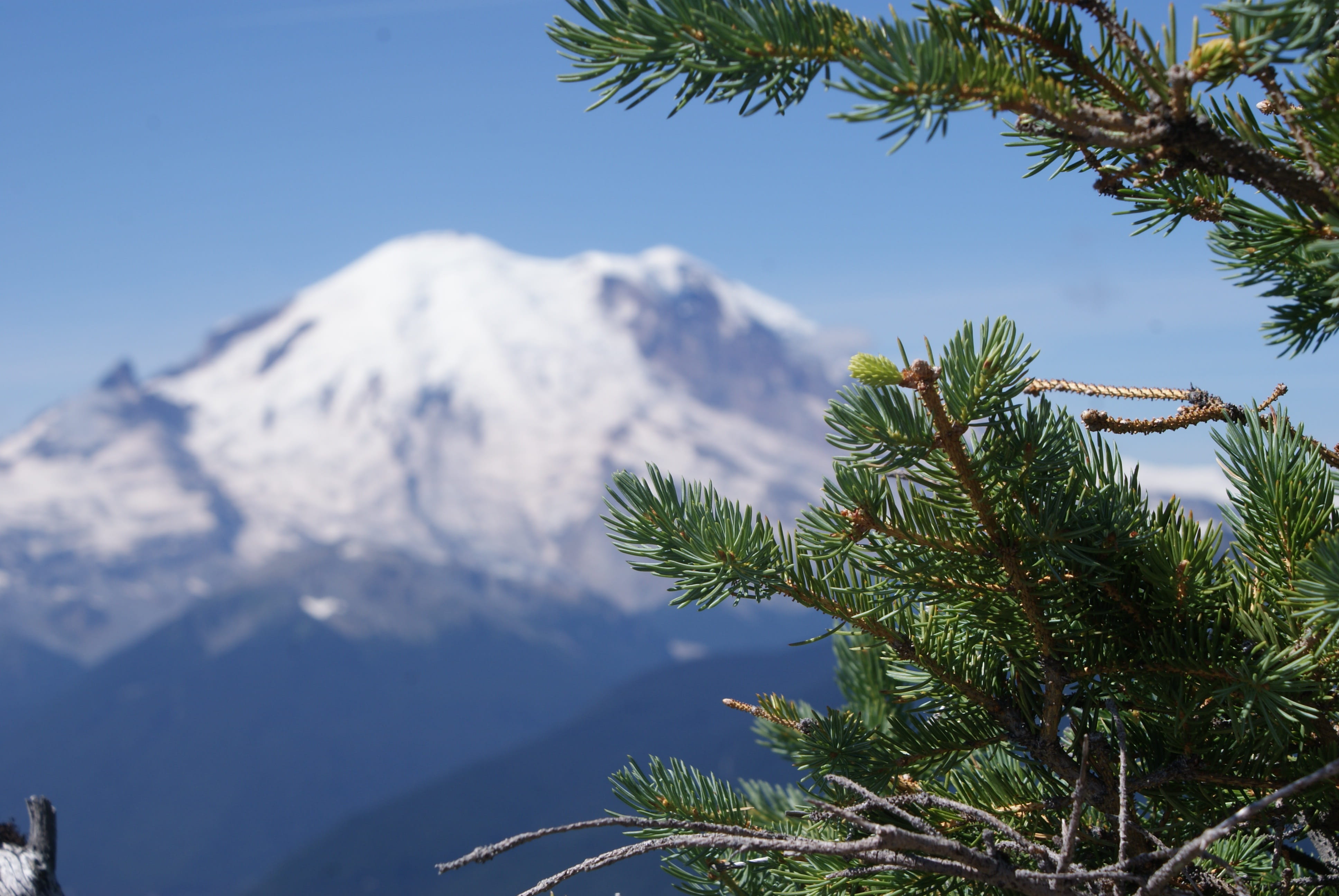 pine tree, tourism, calm, tree, view, tranquil, snow, coniferous, beauty in nature, gorgeous, evergreen, 4K, wood, anniversary, sunlight, vacation, beautiful, HD Wallpaper