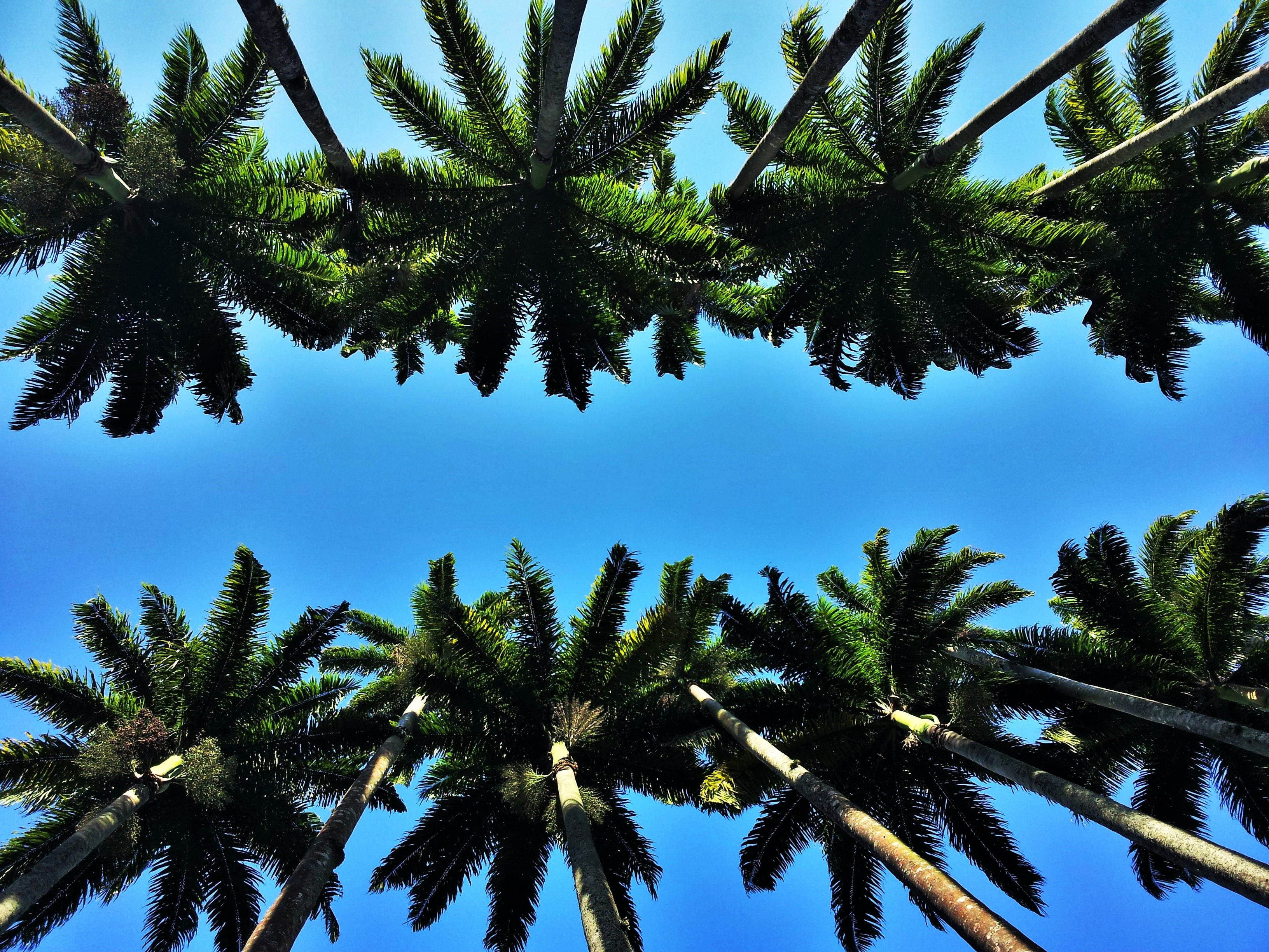 bekannnt, coconut, beauty in nature, tranquility, scenics - nature, photography, palm tree, tall - high, trees, calm, clear sky, typical rio, brazil, rio, HD Wallpaper