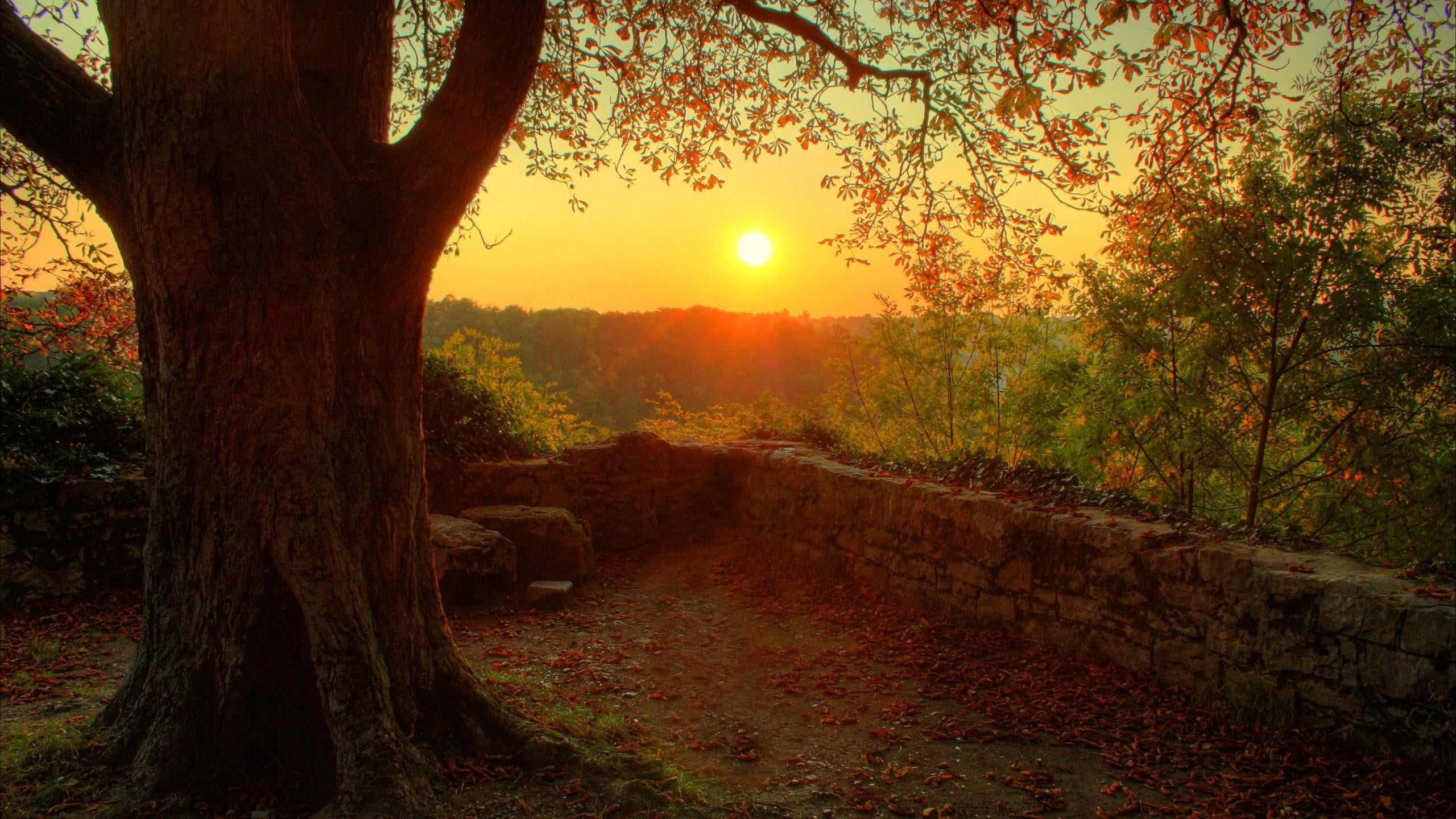 orange color, sky, bright, trees, tree, trunk, sunset, landscape, plant, growth, brown, scenics - nature, point of view, sun, tranquil scene, tranquility, HD Wallpaper