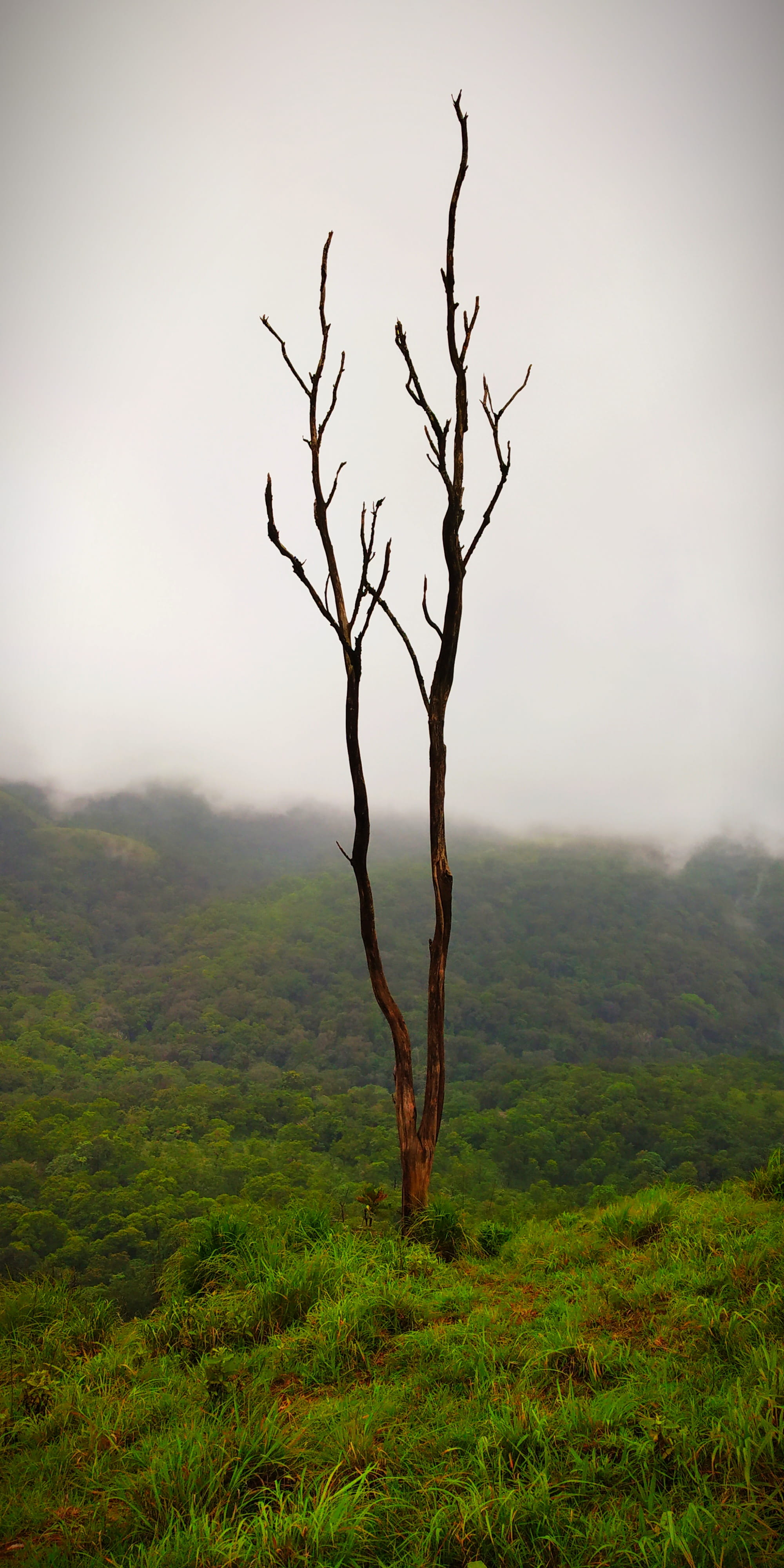 tranquil scene, sky, land, no people, landscape, outdoors, trunk, nature, tree, dead plant, branch, tranquility, microwave view point idukki, fog, isolated, Phone HD Wallpaper