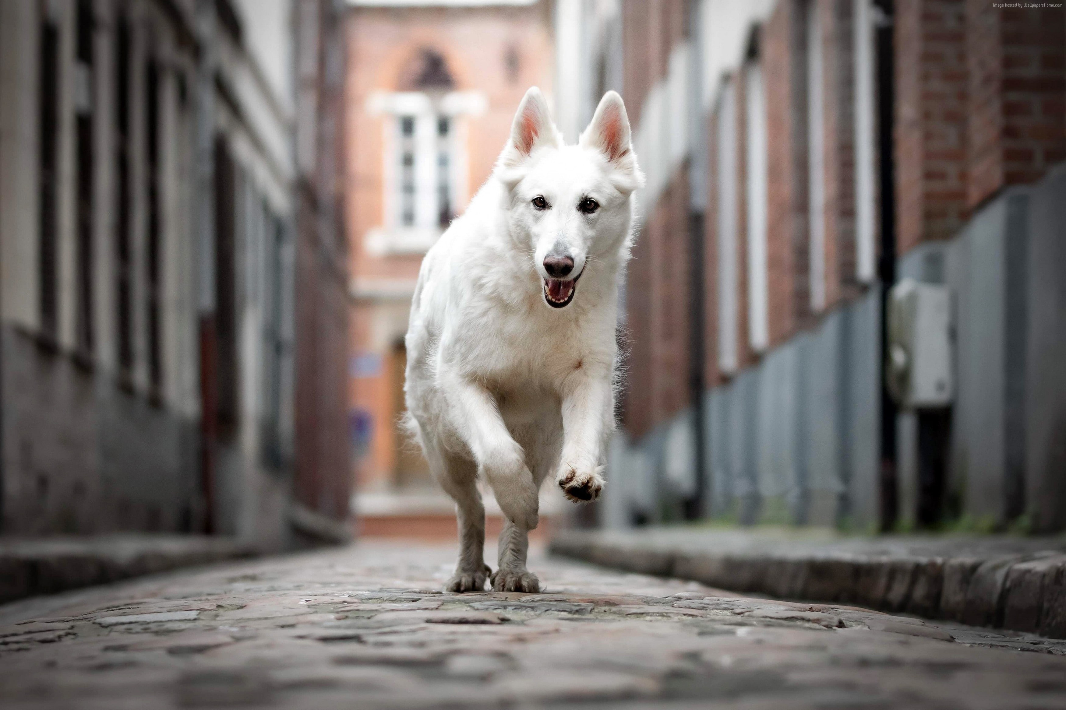 4K, dog, Berger Blanc Suisse, white, 2K, HD Wallpaper