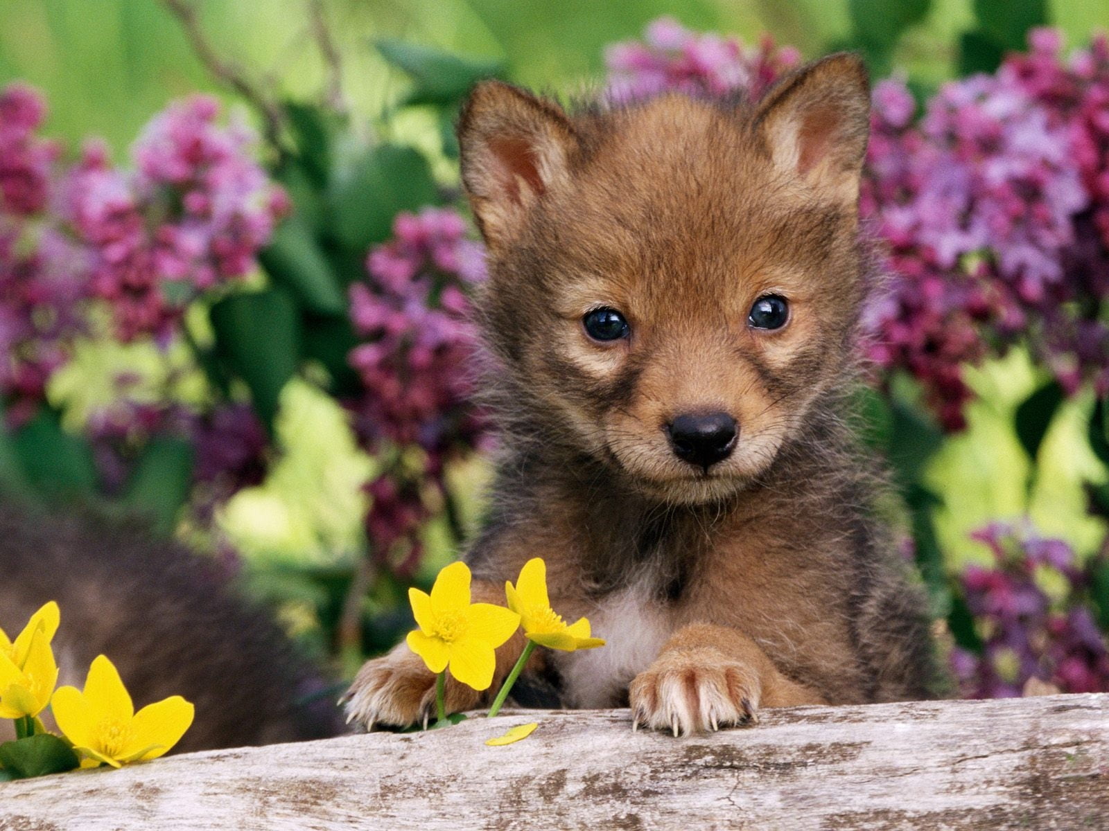 grass, animal themes, springtime, sable, portrait, looking at camera, sitting, young Animal, canine, pets, yellow, puppy, wolf, beauty In Nature, coated, HD Wallpaper