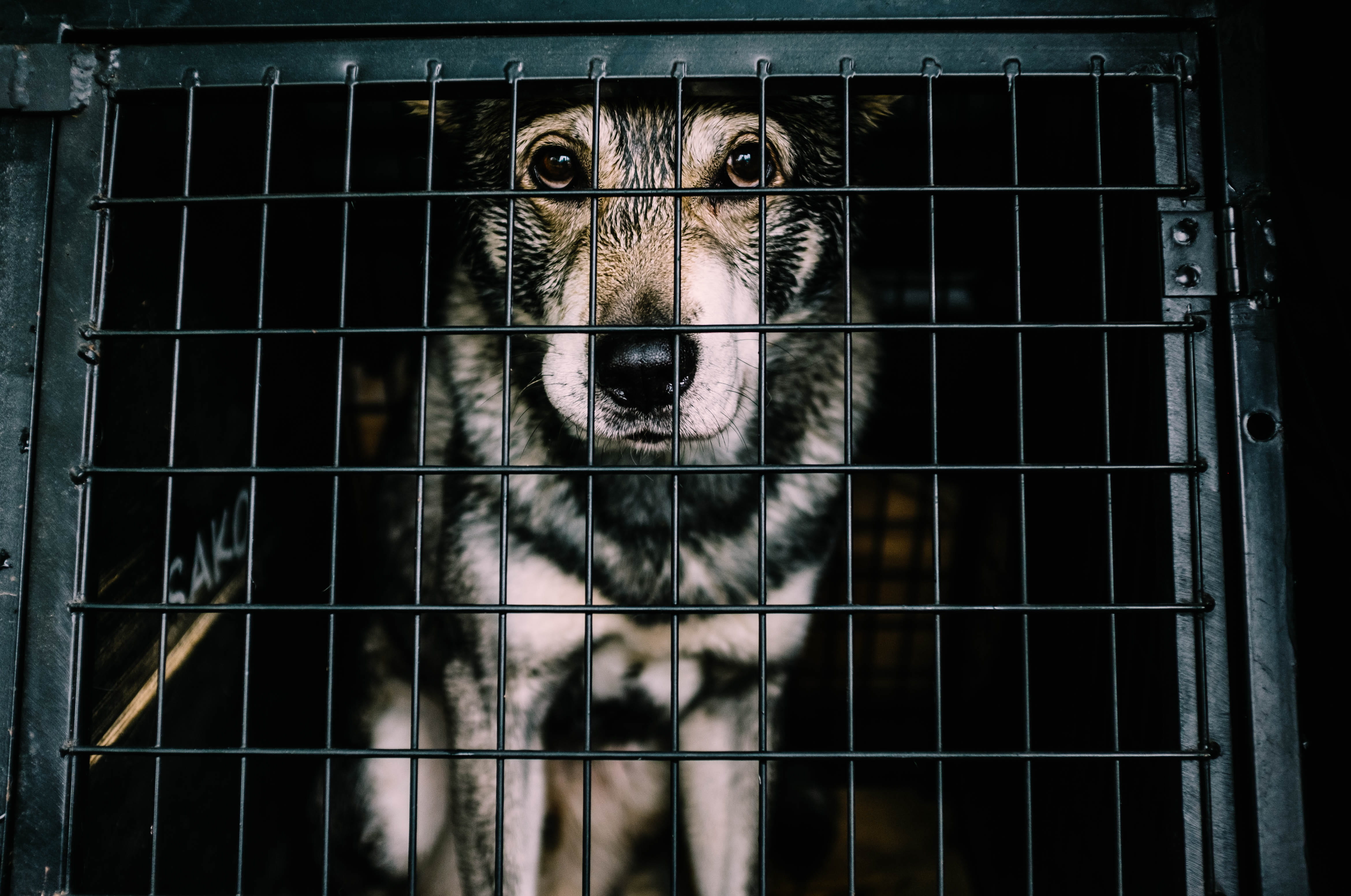 animal eye, portrait, white, domestic animals, captivity, animal body part, pets, mammal, cage, adult, close-up, german, black, day, 4K, shepherd, dog, HD Wallpaper