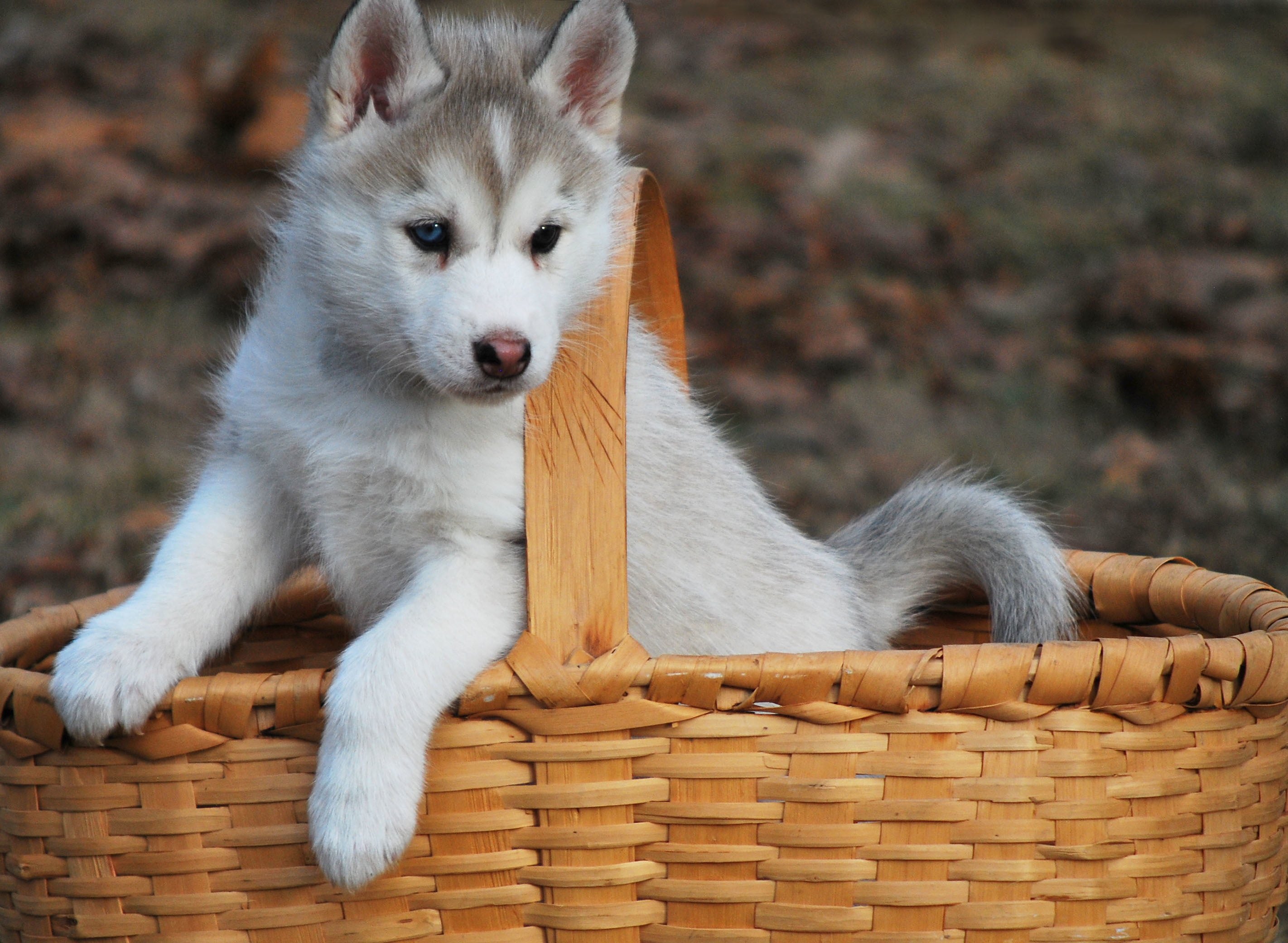 2K, mammal, siberian, young animal, dog, basket, outdoors, domestic, no people, husky, focus on foreground, puppy, relaxation, animal wildlife, vertebrate, HD Wallpaper